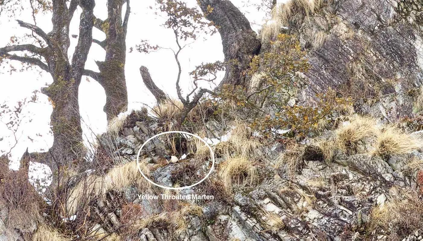 While there's wildlife there's hope for Yamunotri yet.