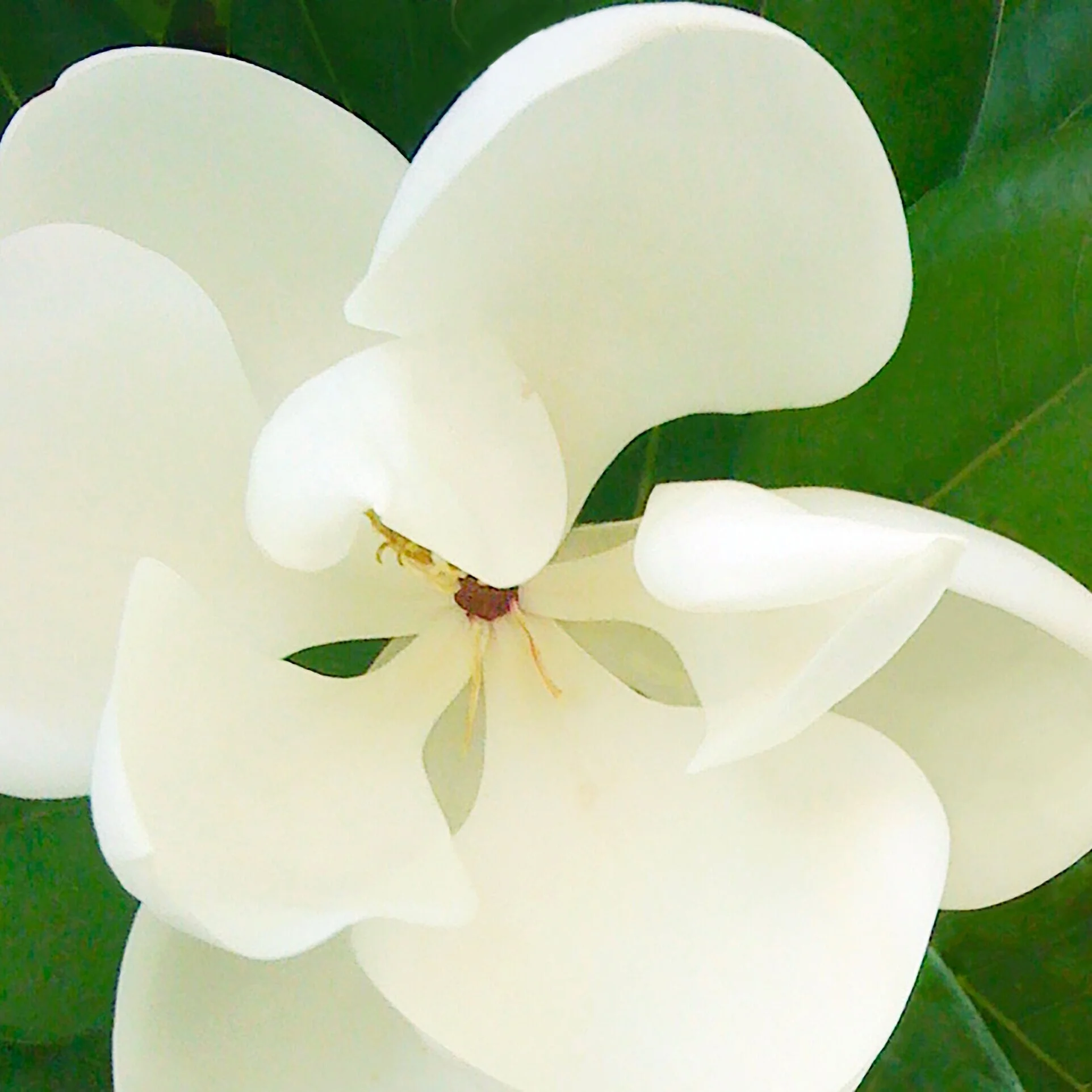 magnolia
