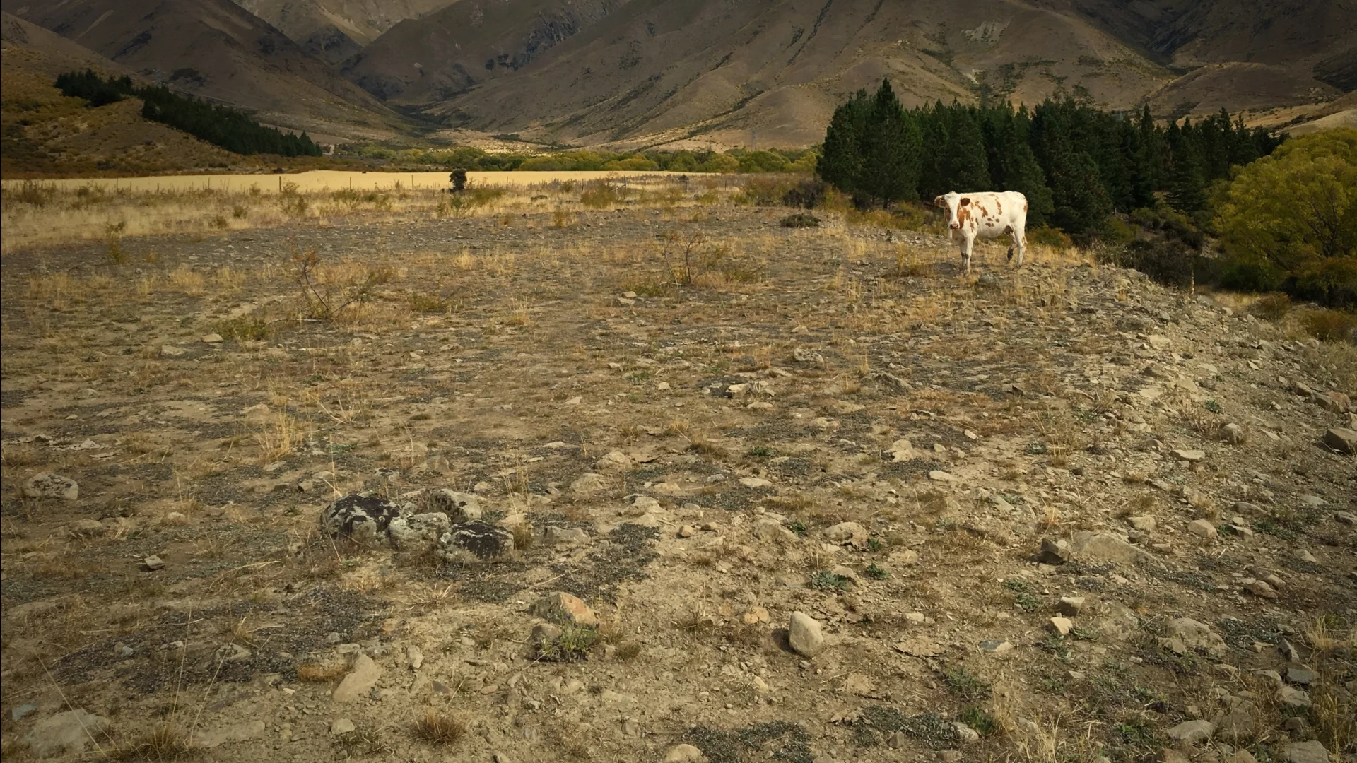 webcow03.jpg