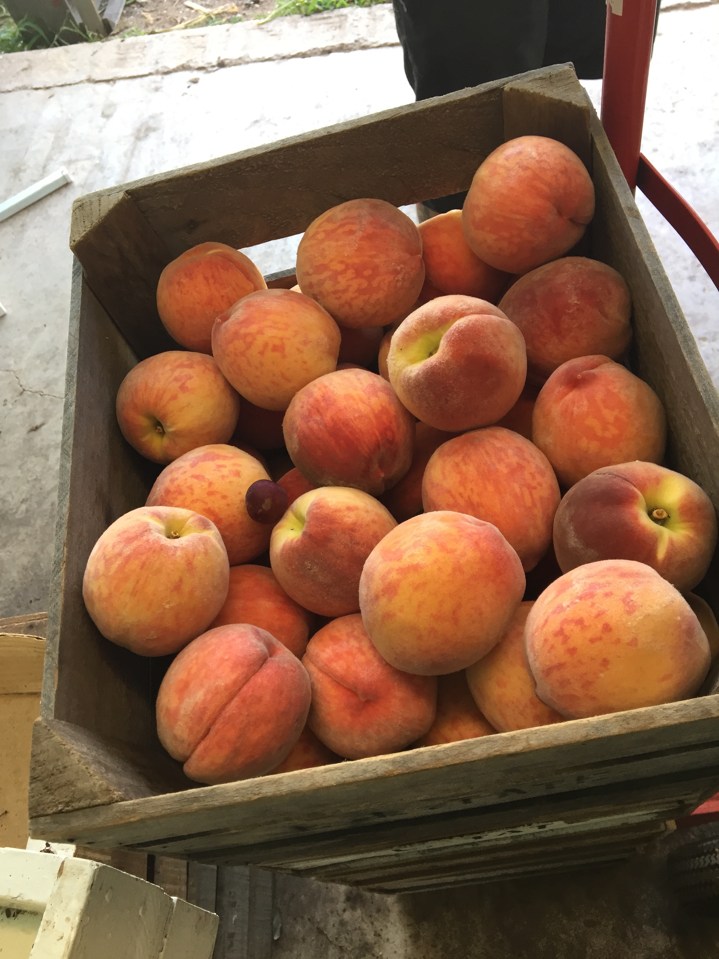 Hey! Who put that pluot in there!?!