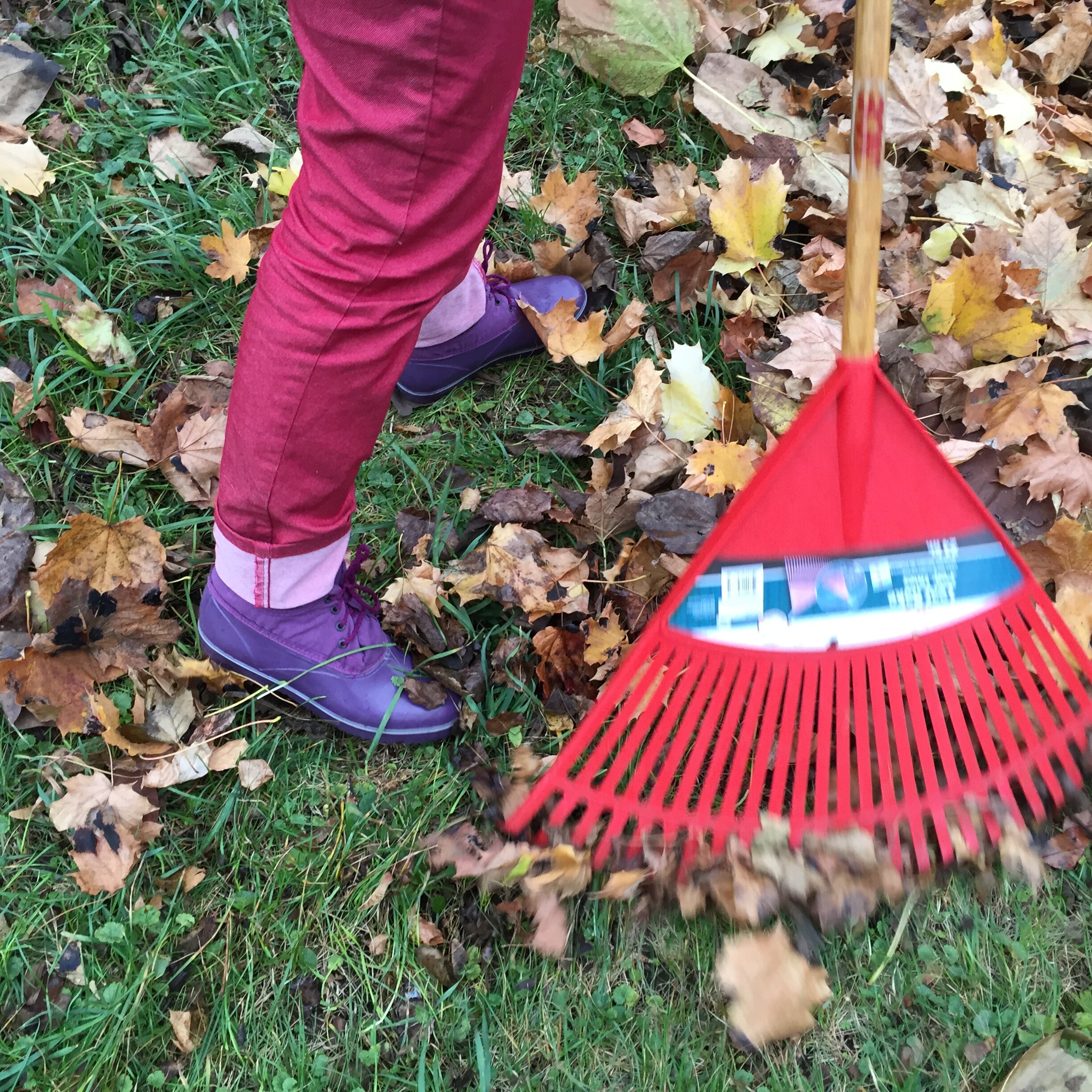 24 raking leaves.JPG