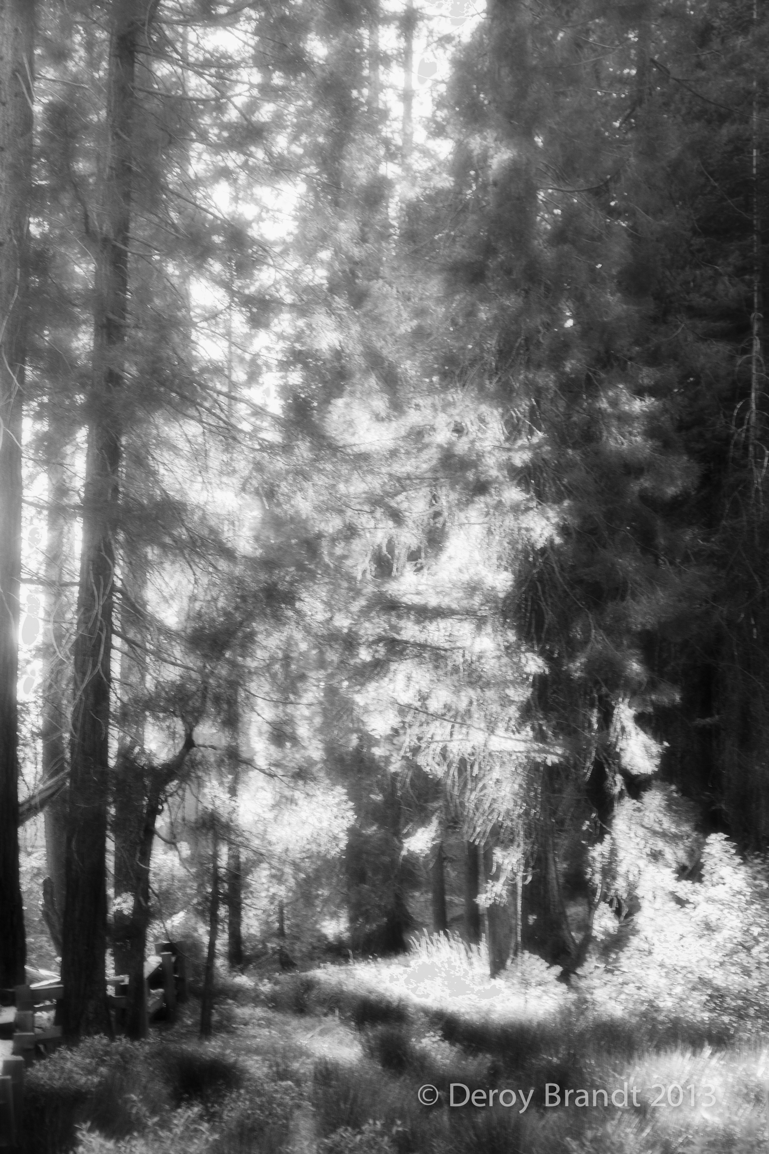 Light Flowing Through the Trees