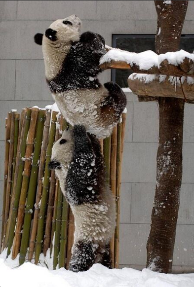 Teamwork makes the Dream work!