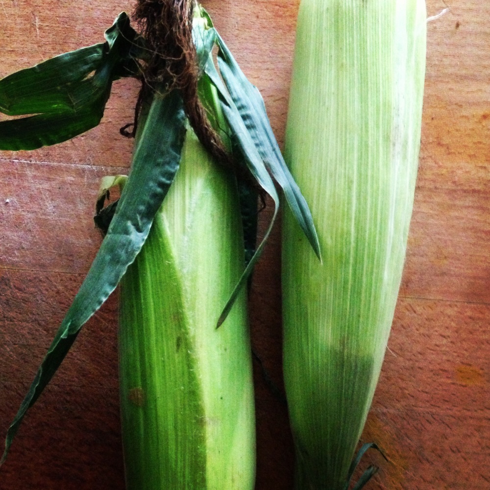 corn2.jpeg