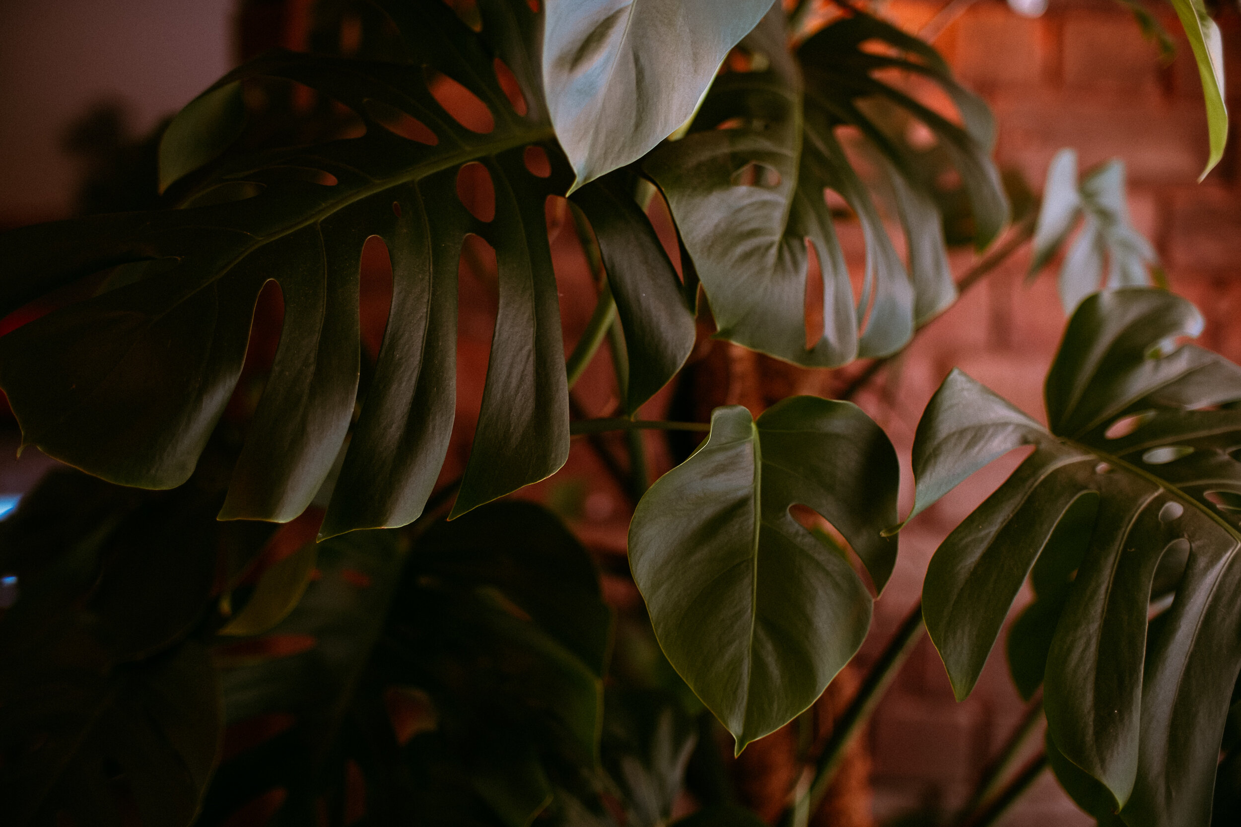 bookshop_plants-5.jpg