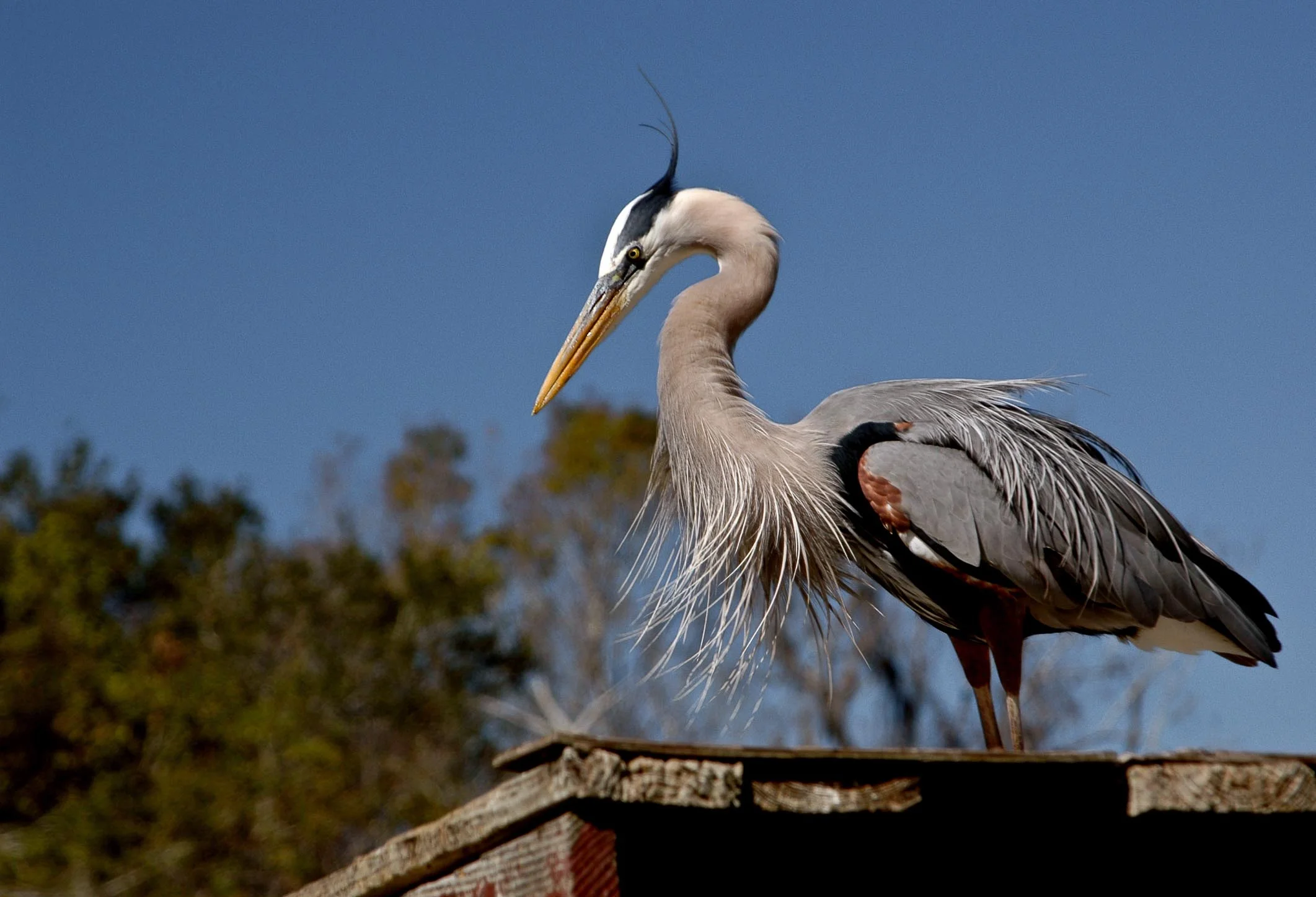 Tri-Colored Heron