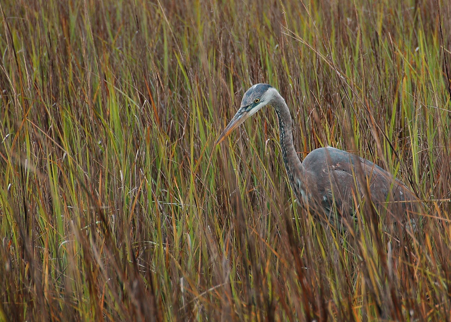 Heron in the Grass