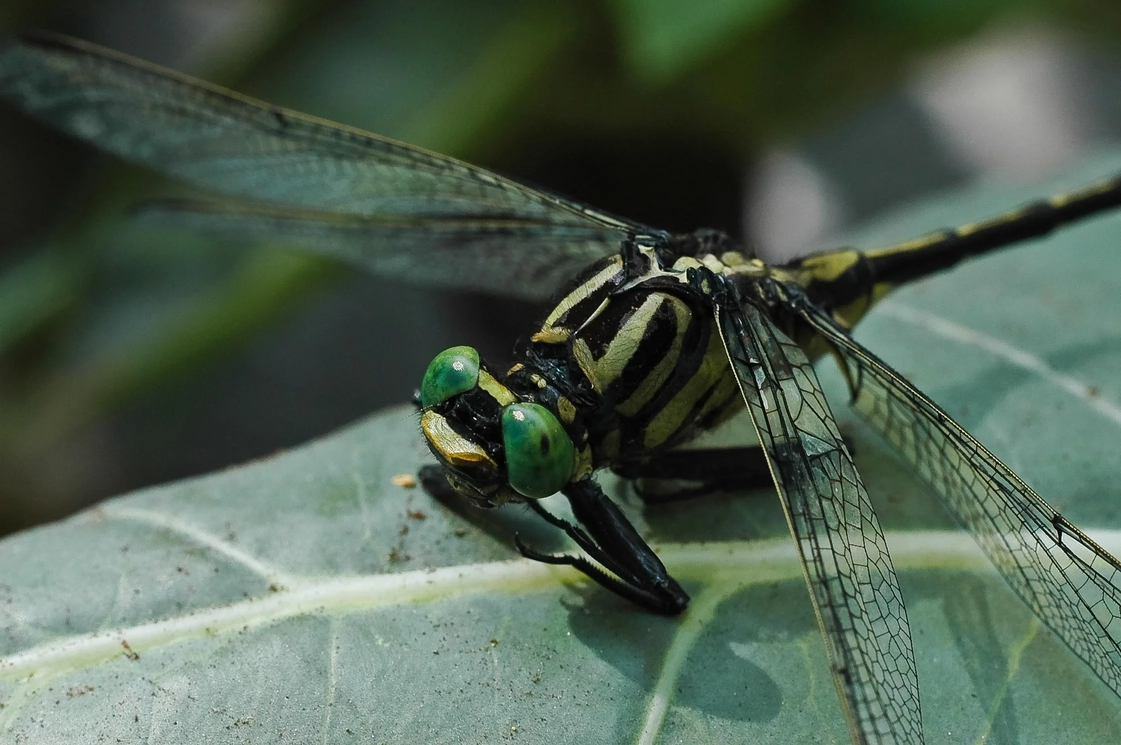 Green Dragonfly