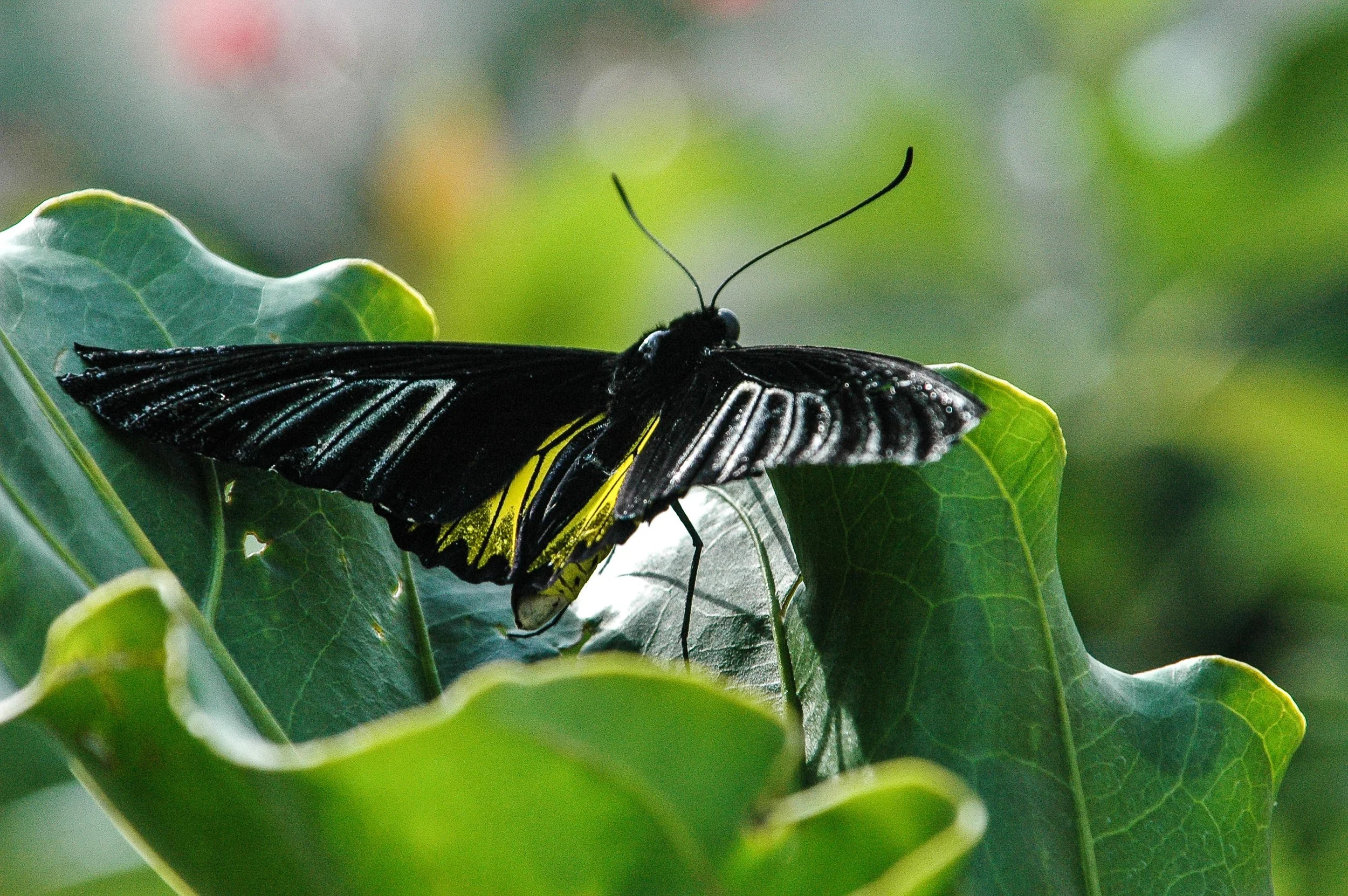 Black Butterfly