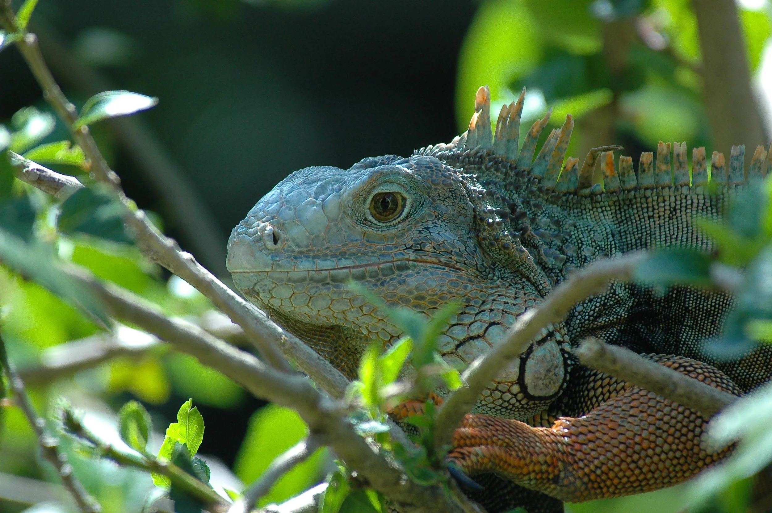 Iguana