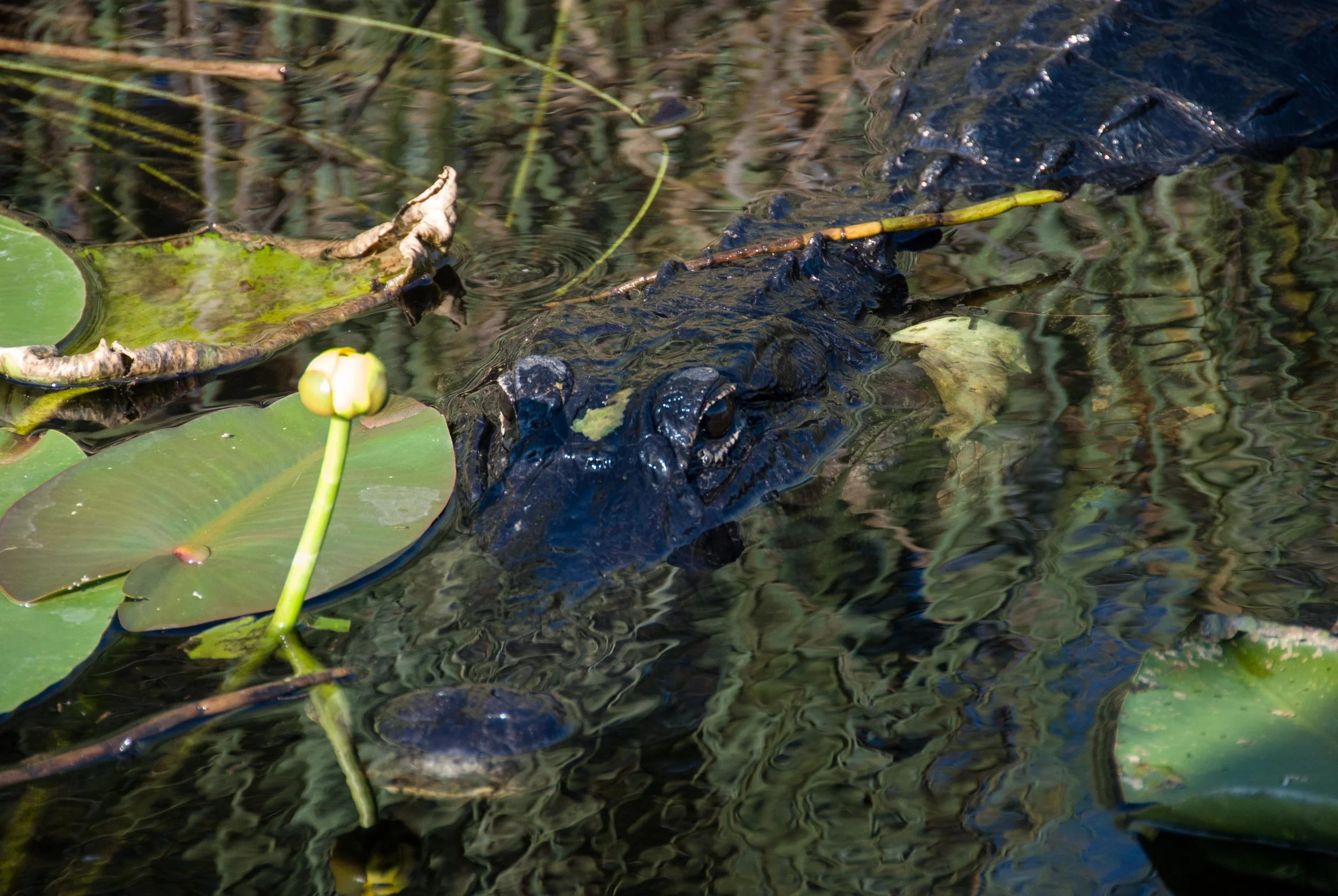 Everglades Gator