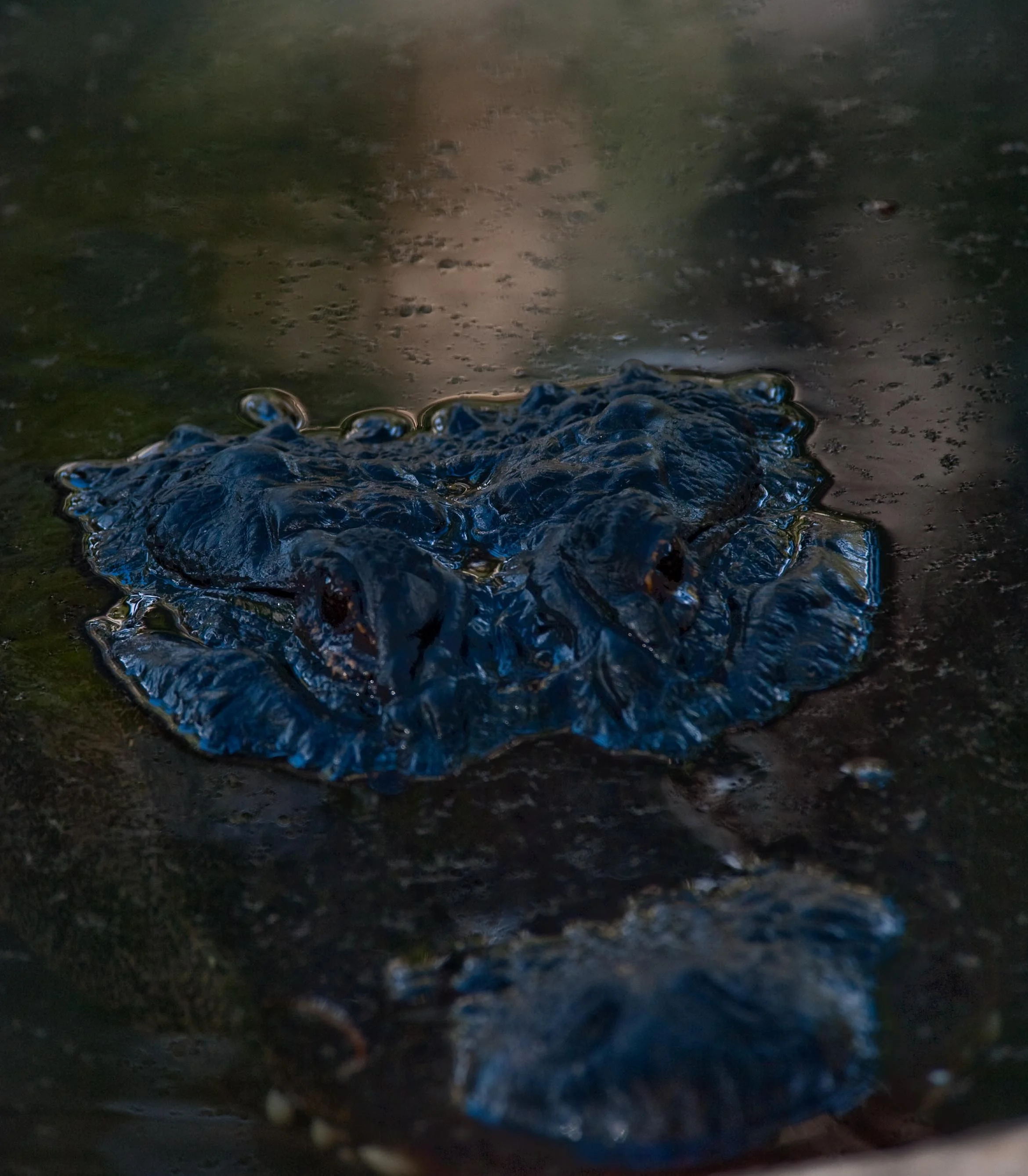 Hungry Gator