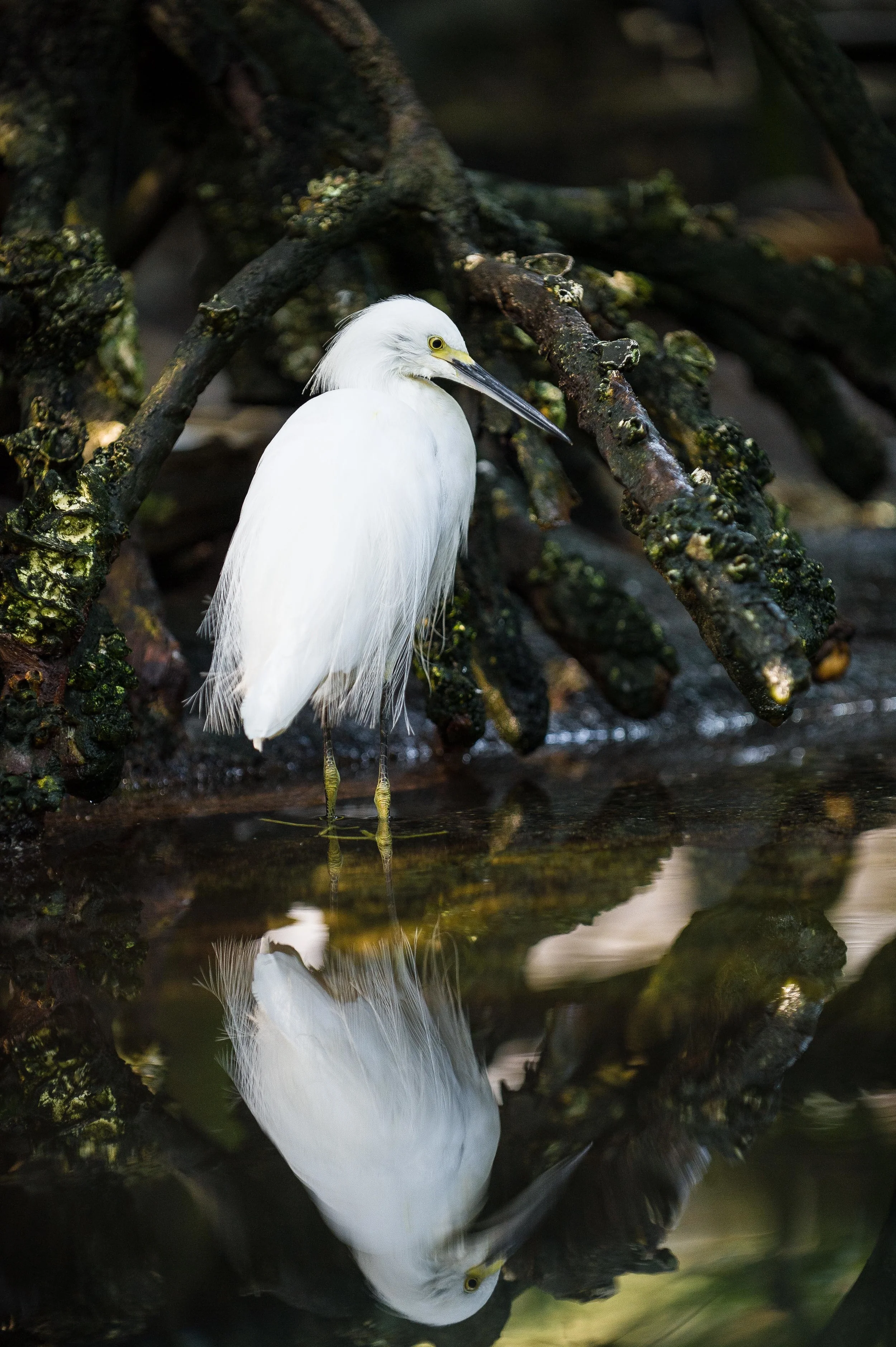 Egret