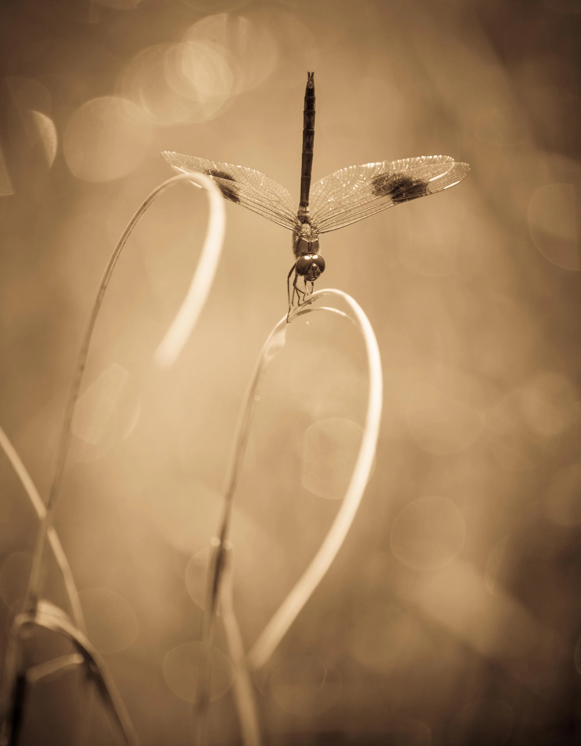 Sepia Dragonfly