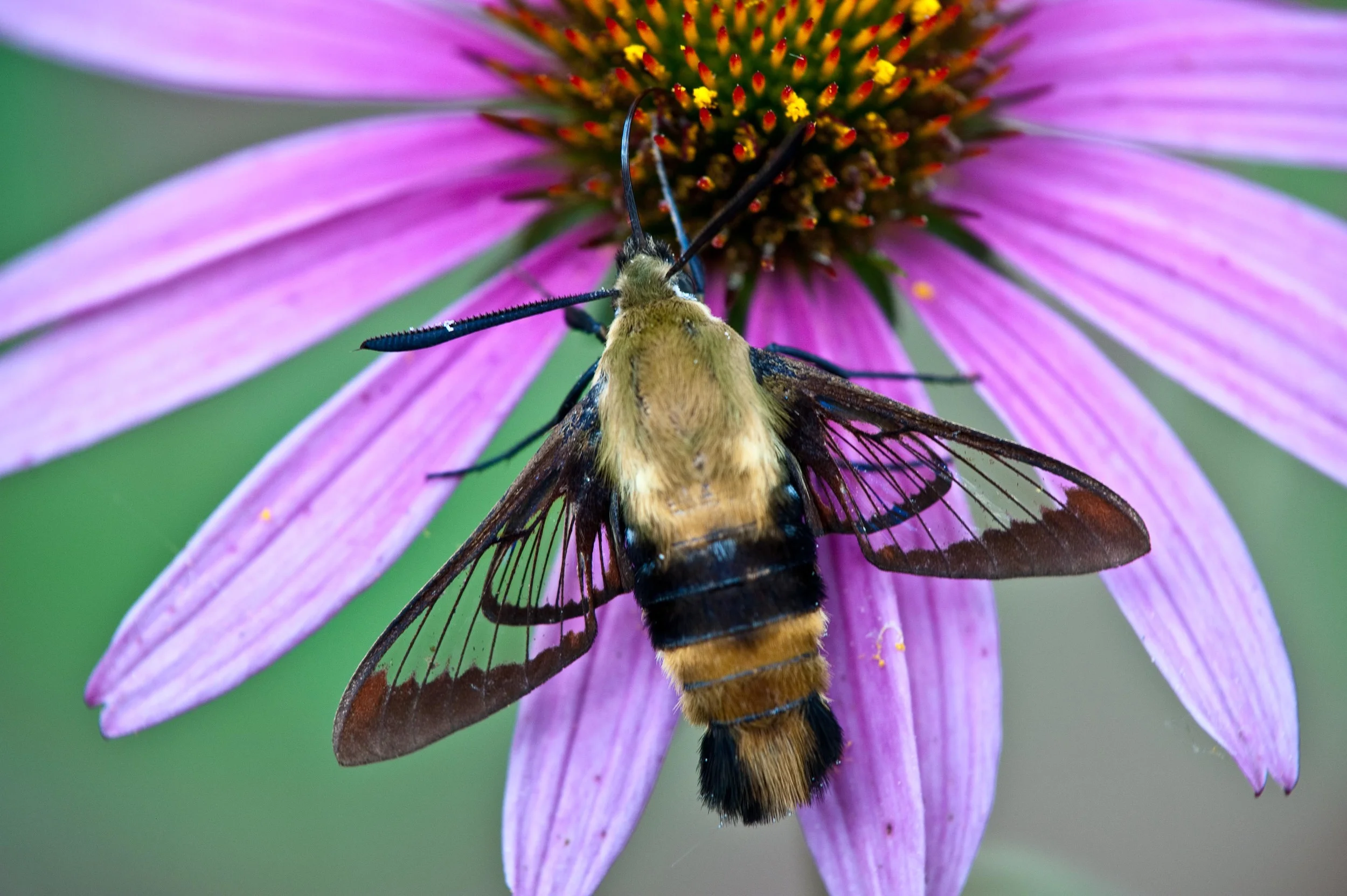 Bumblebee Moth