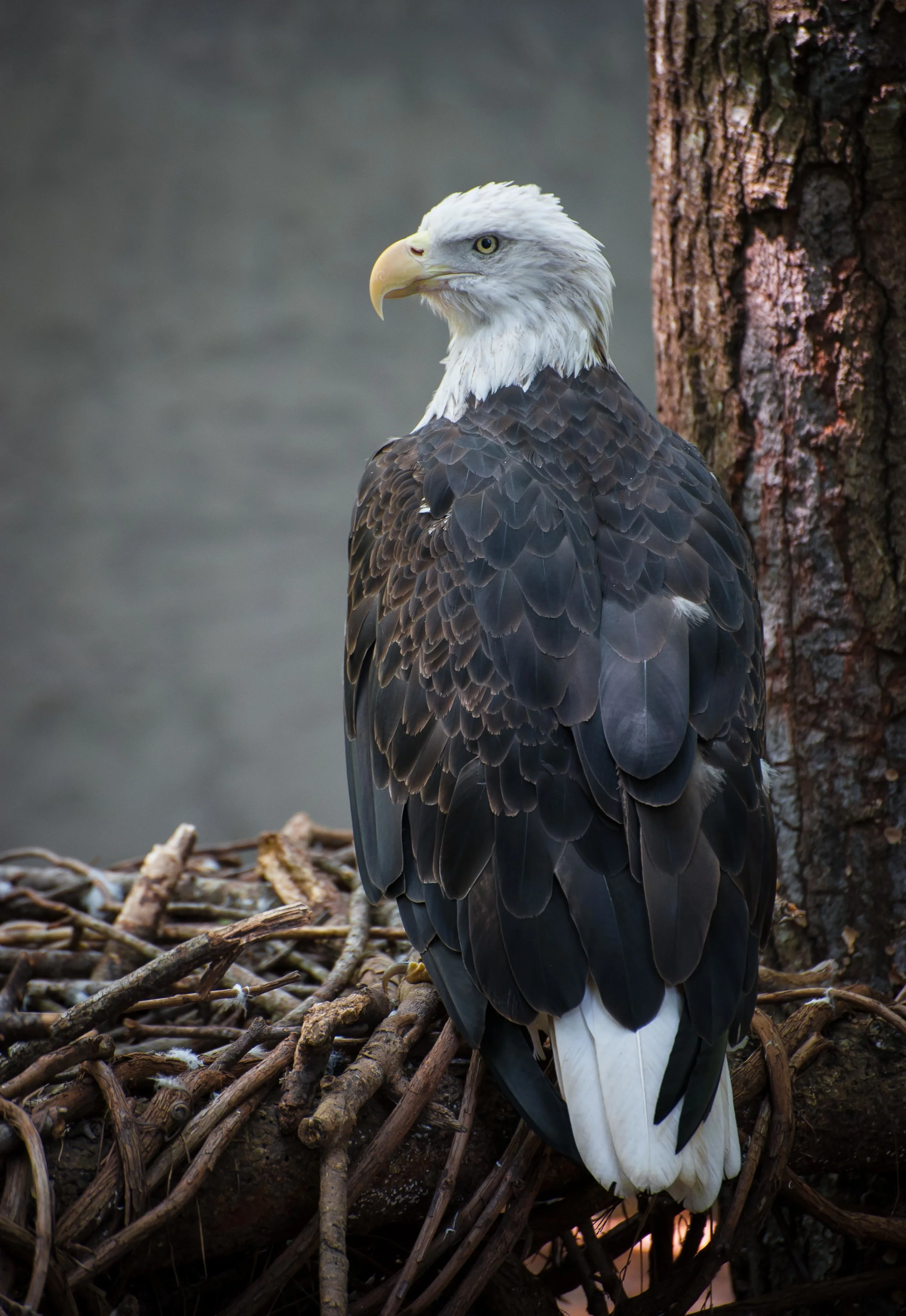 Eagle on the Nest