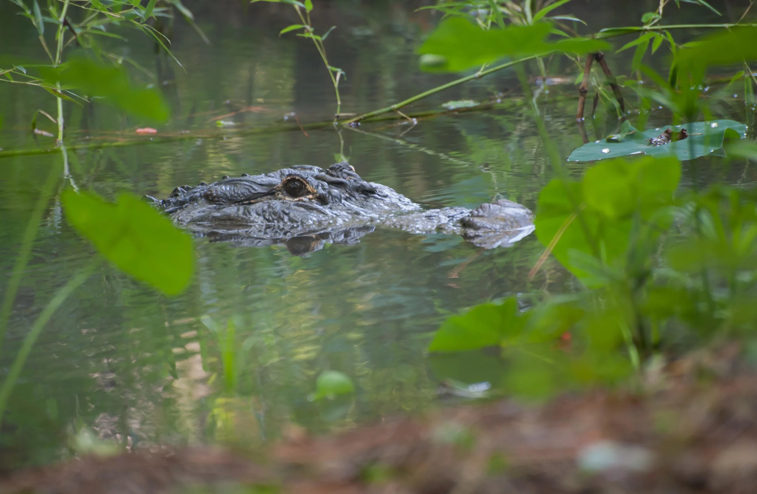 Gator's Den
