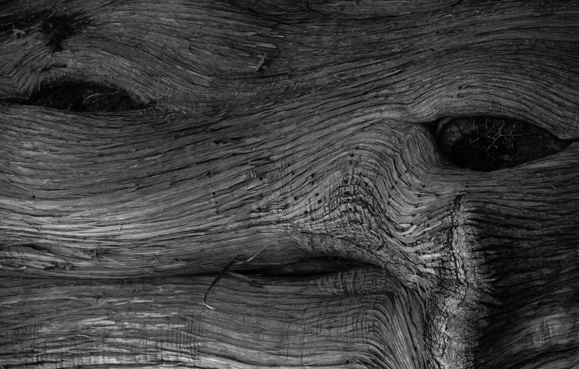 Here's Looking at you, kid