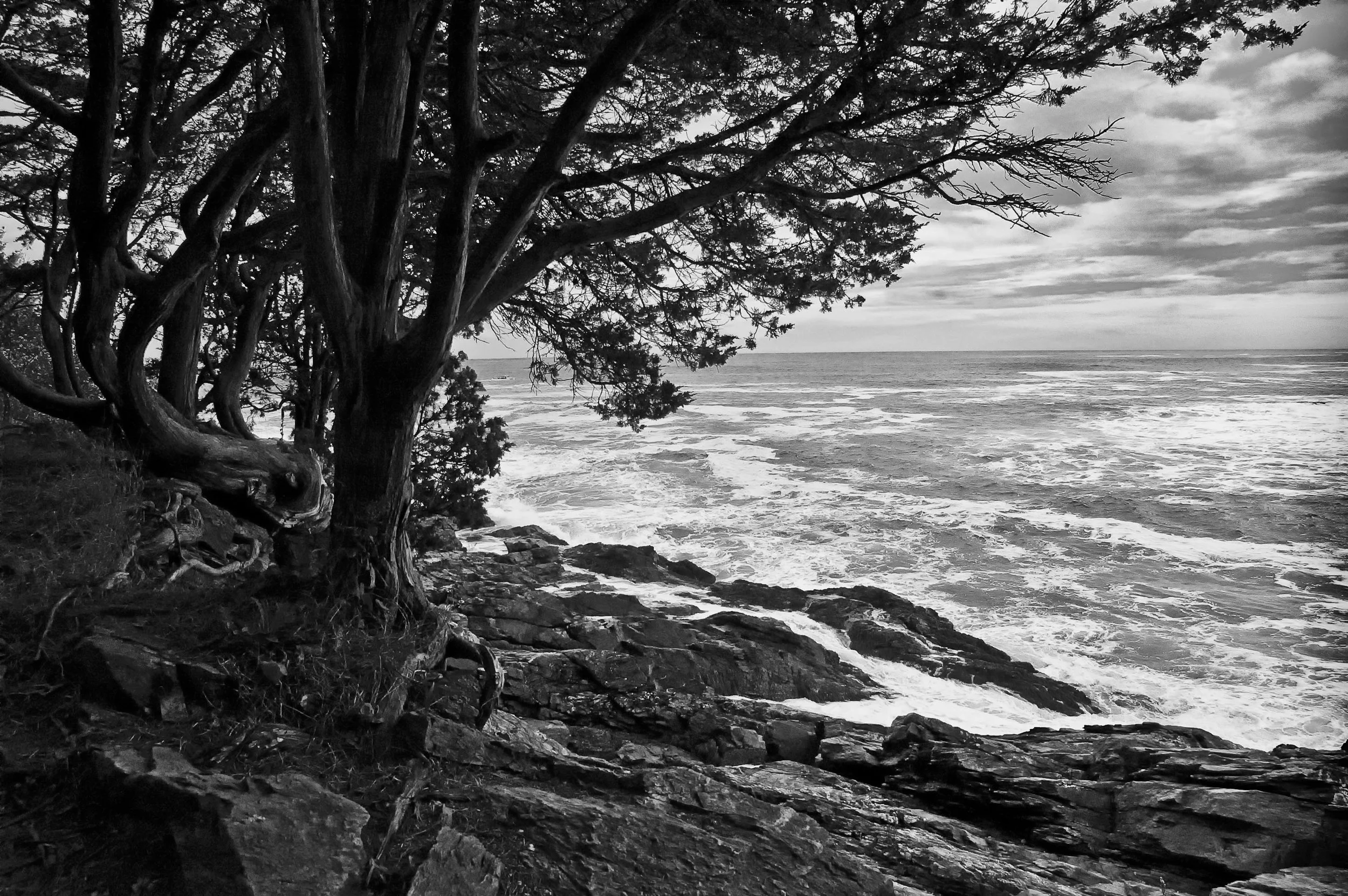 Tree on the coast