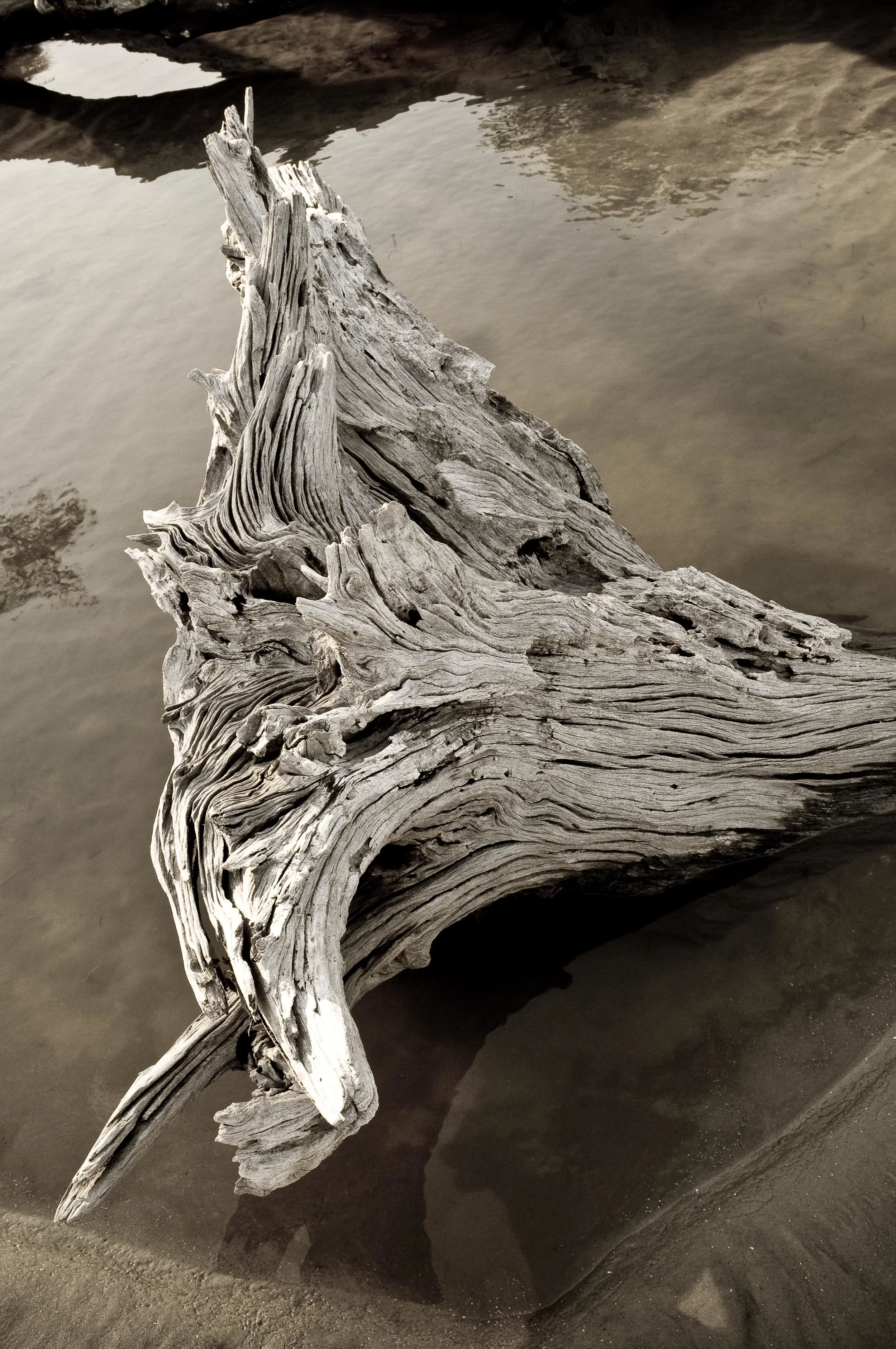 Driftwood
