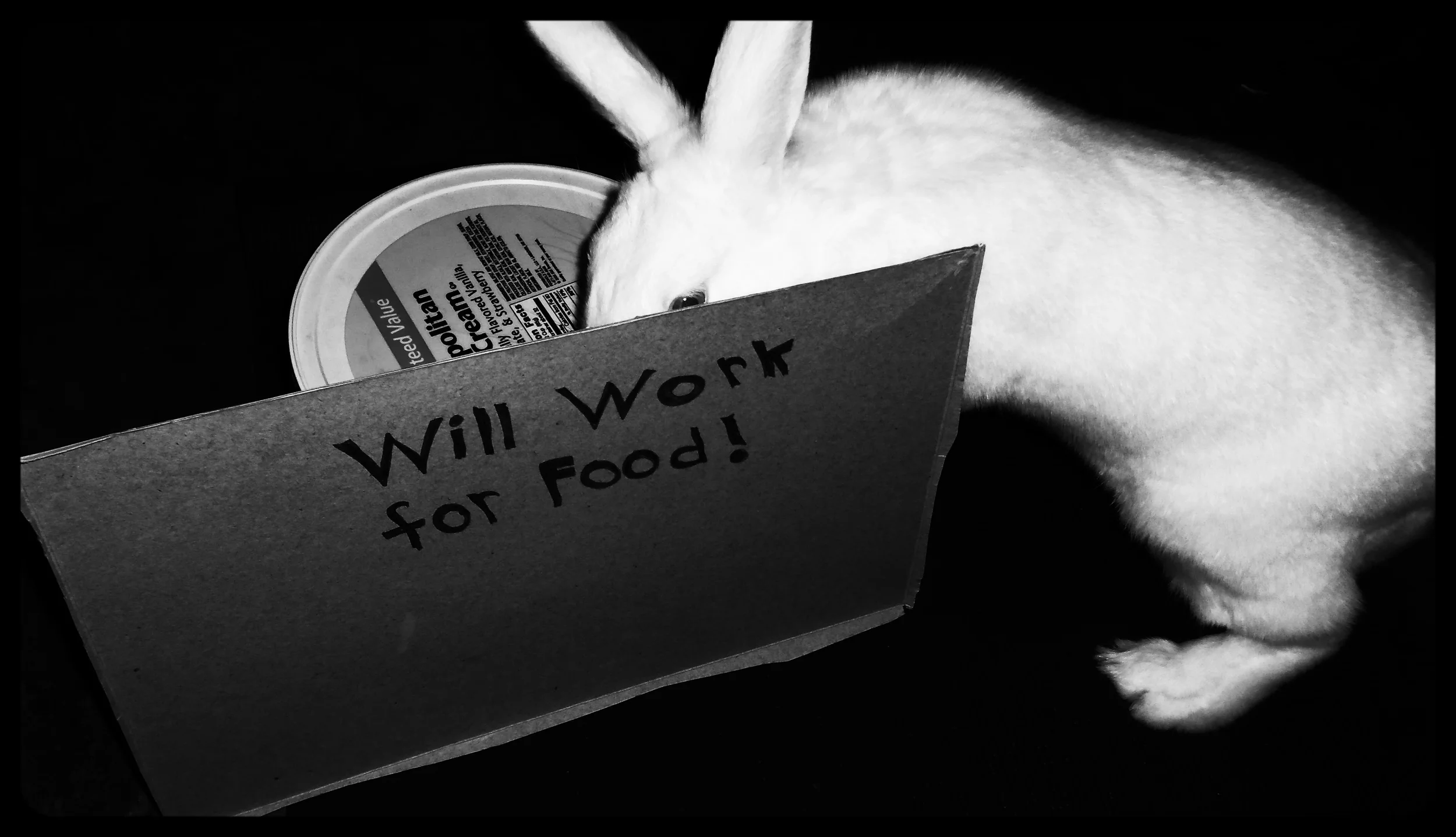 Paws up Mia the Rabbit (Rabbits can learn tricks too!)