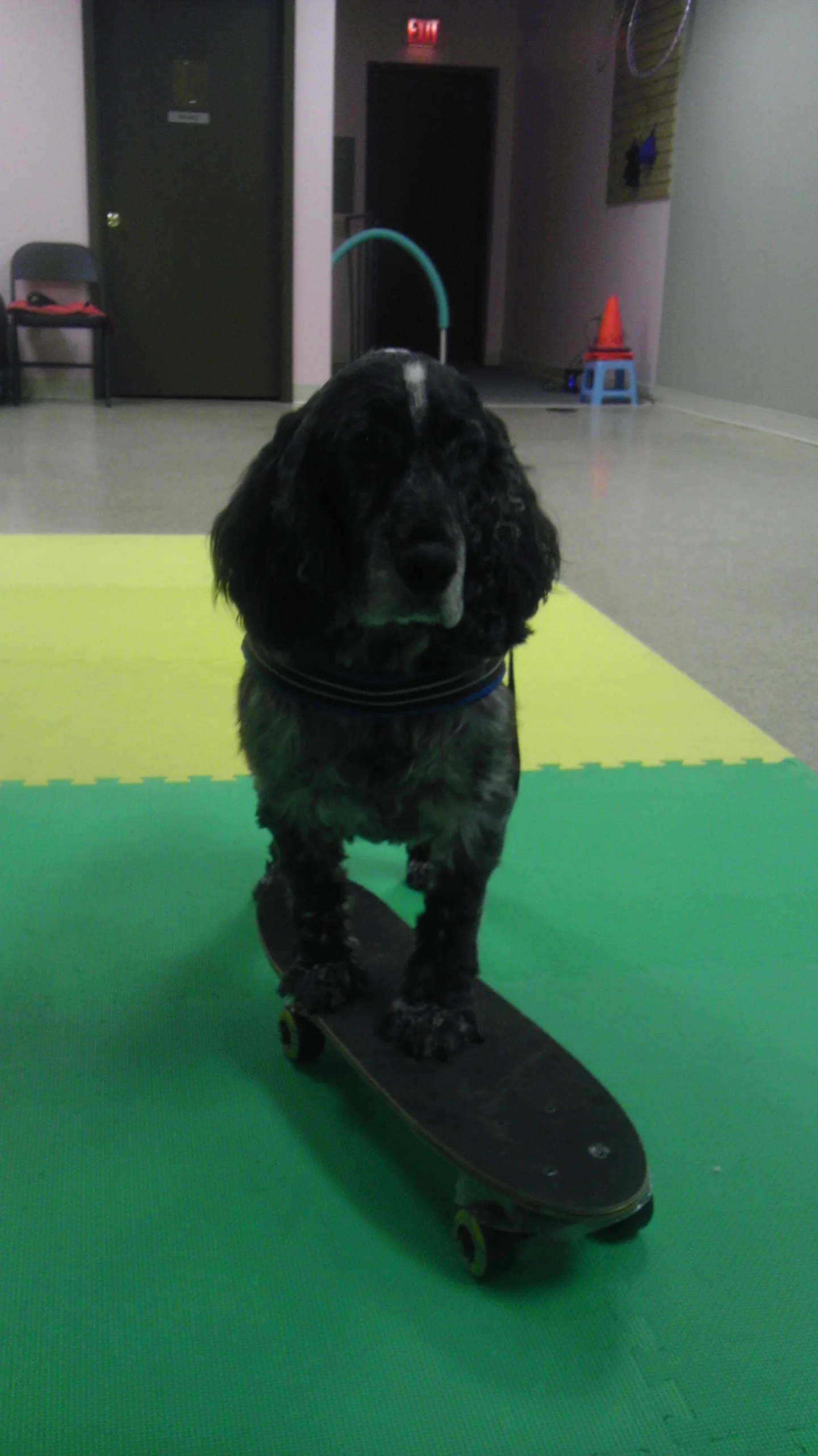Skateboarding Riley