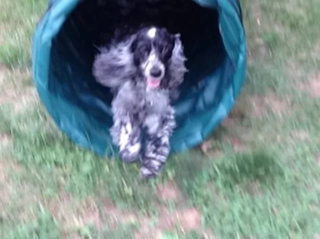 Run Through A Tunnel Molly