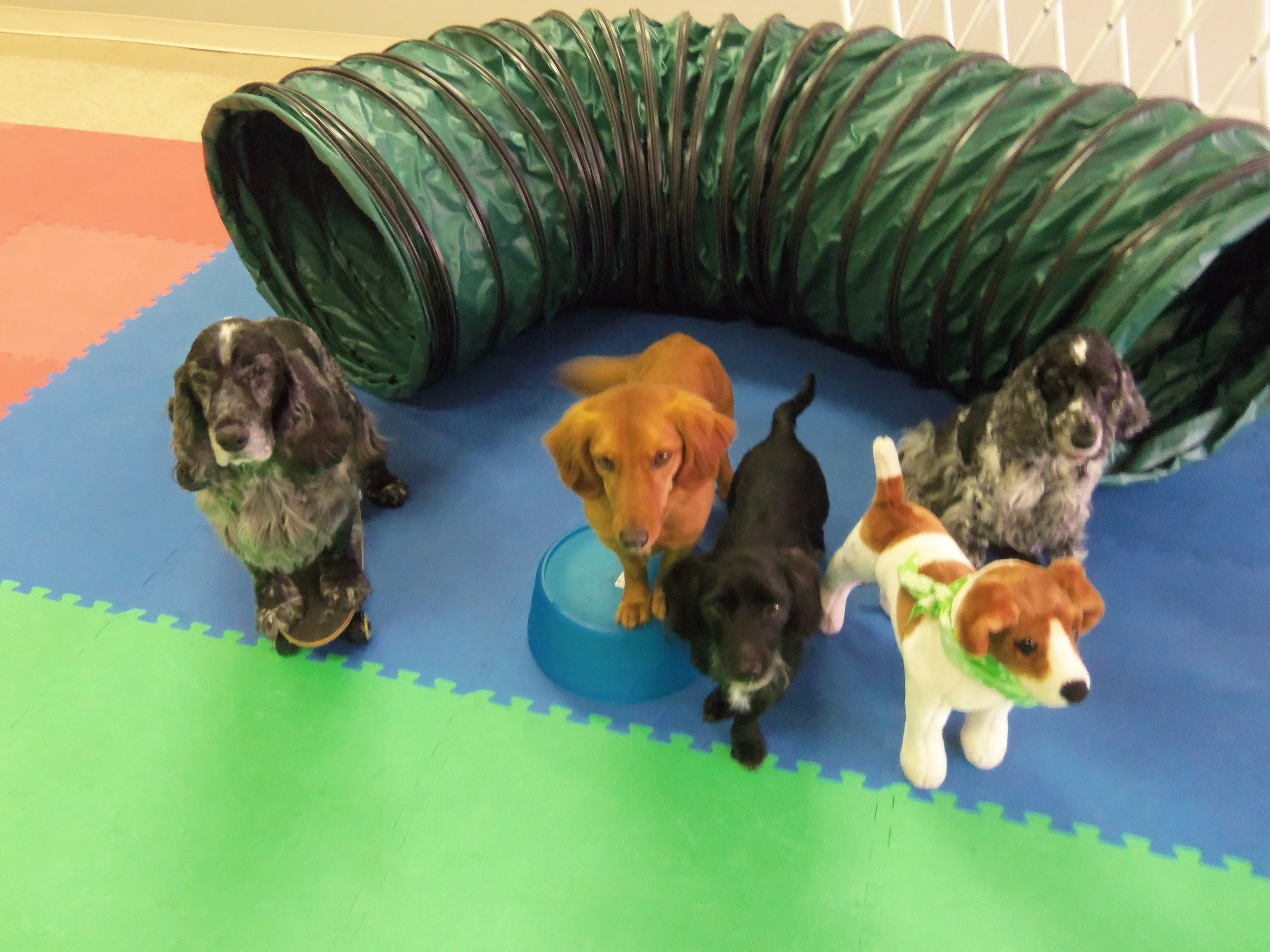 Riley, Gidgette, Wally, Molly