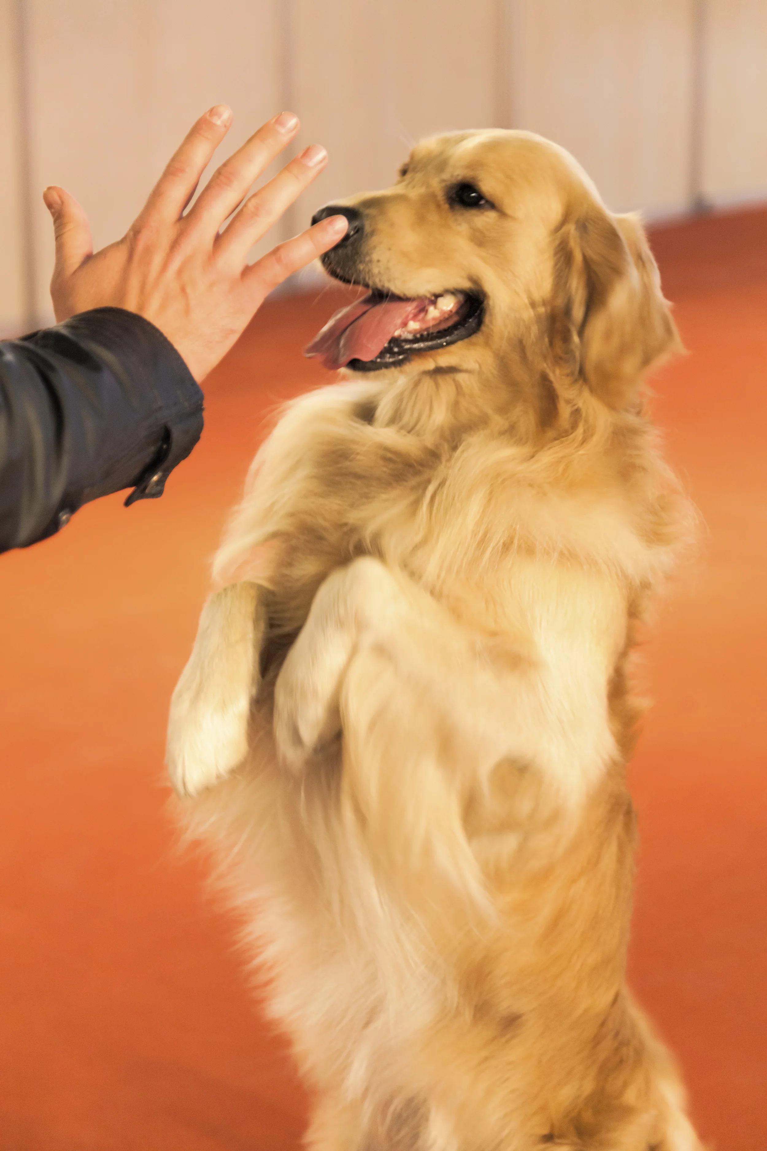 Photo by BERKO85/iStock / Getty Images