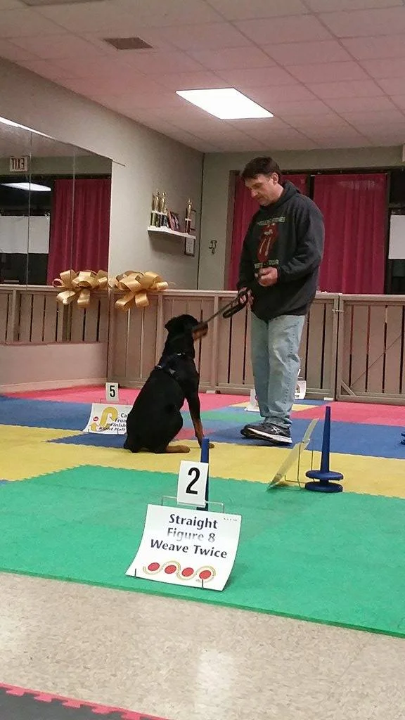 Baron the Rottweiler remains in a sit until given further instructions, or hearing his finished signal on the Rally-O course at MJ's
