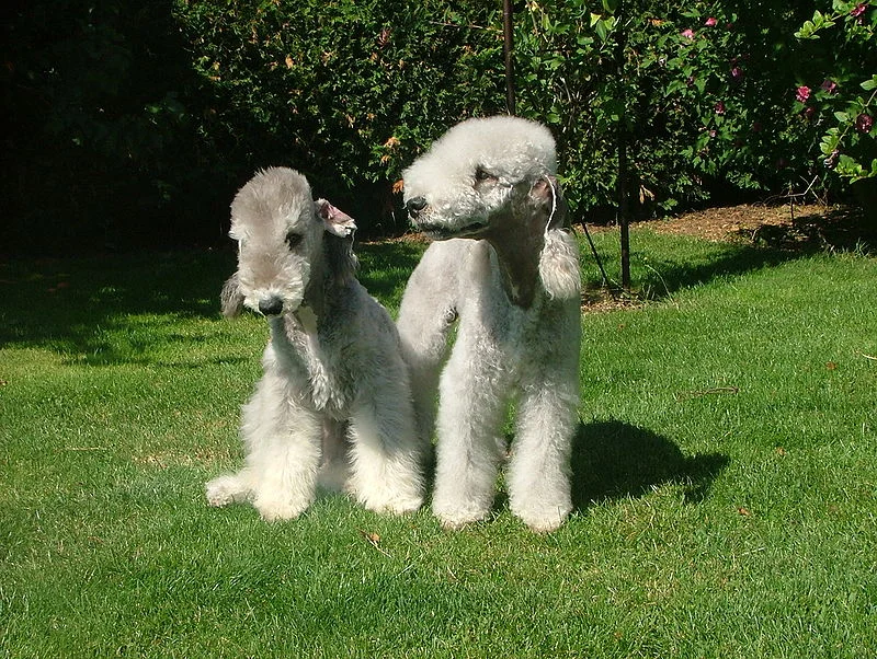 bedlington.jpeg