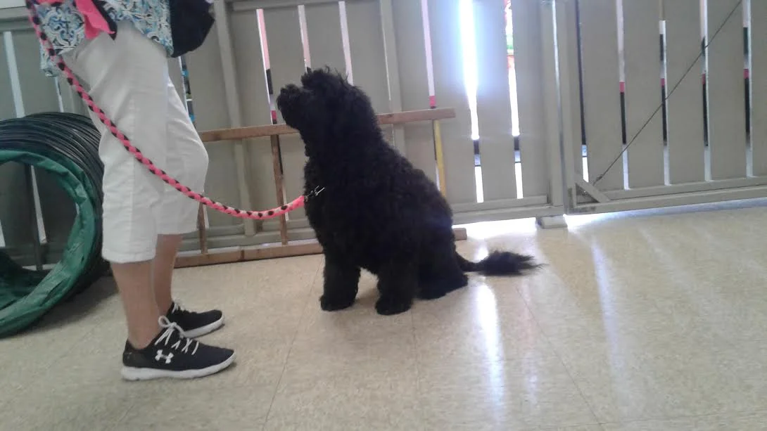 Dory Learns to Nod Her Head in Manners Class