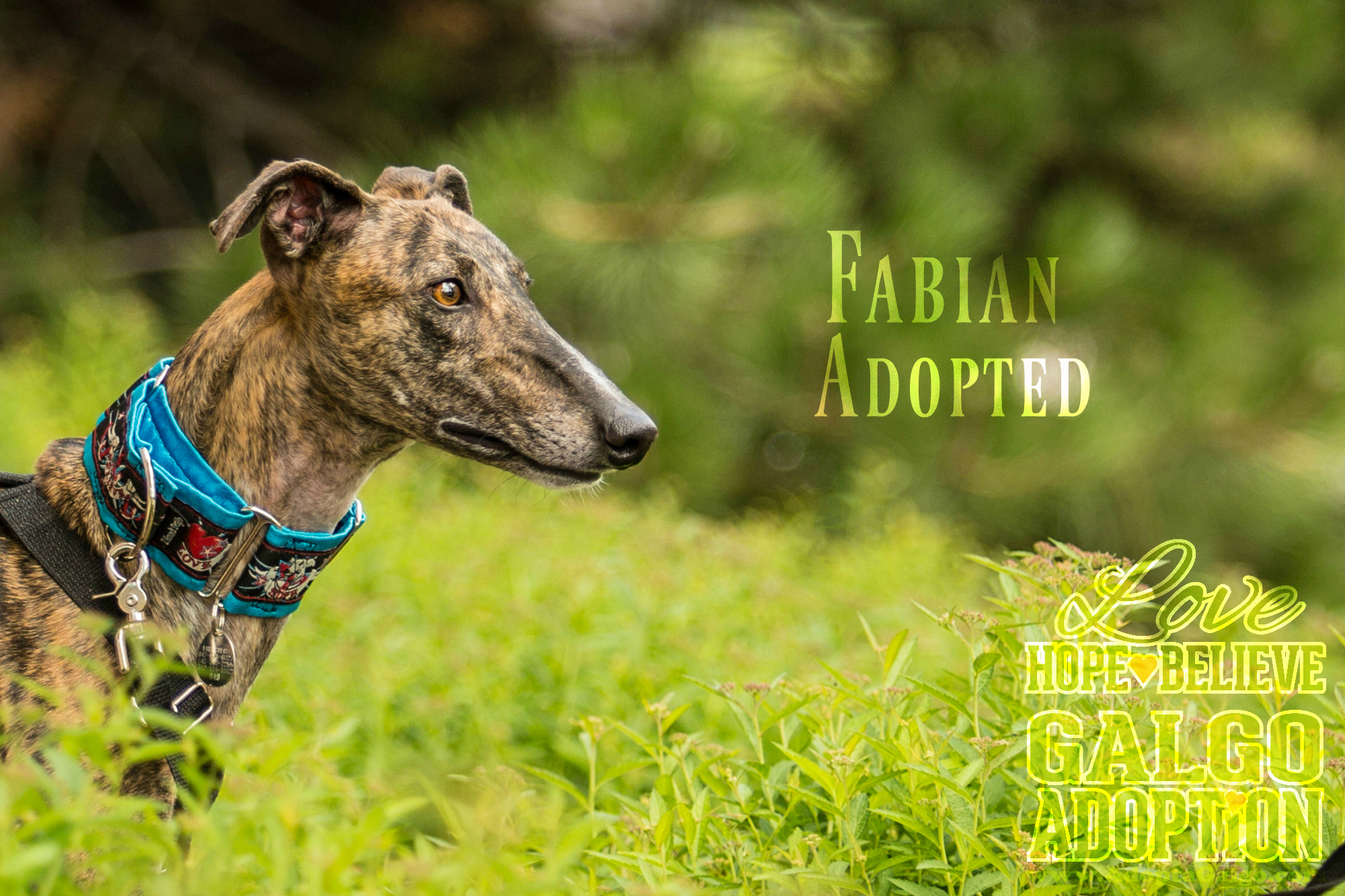 LHBGA-Fabian-Adopted.jpg
