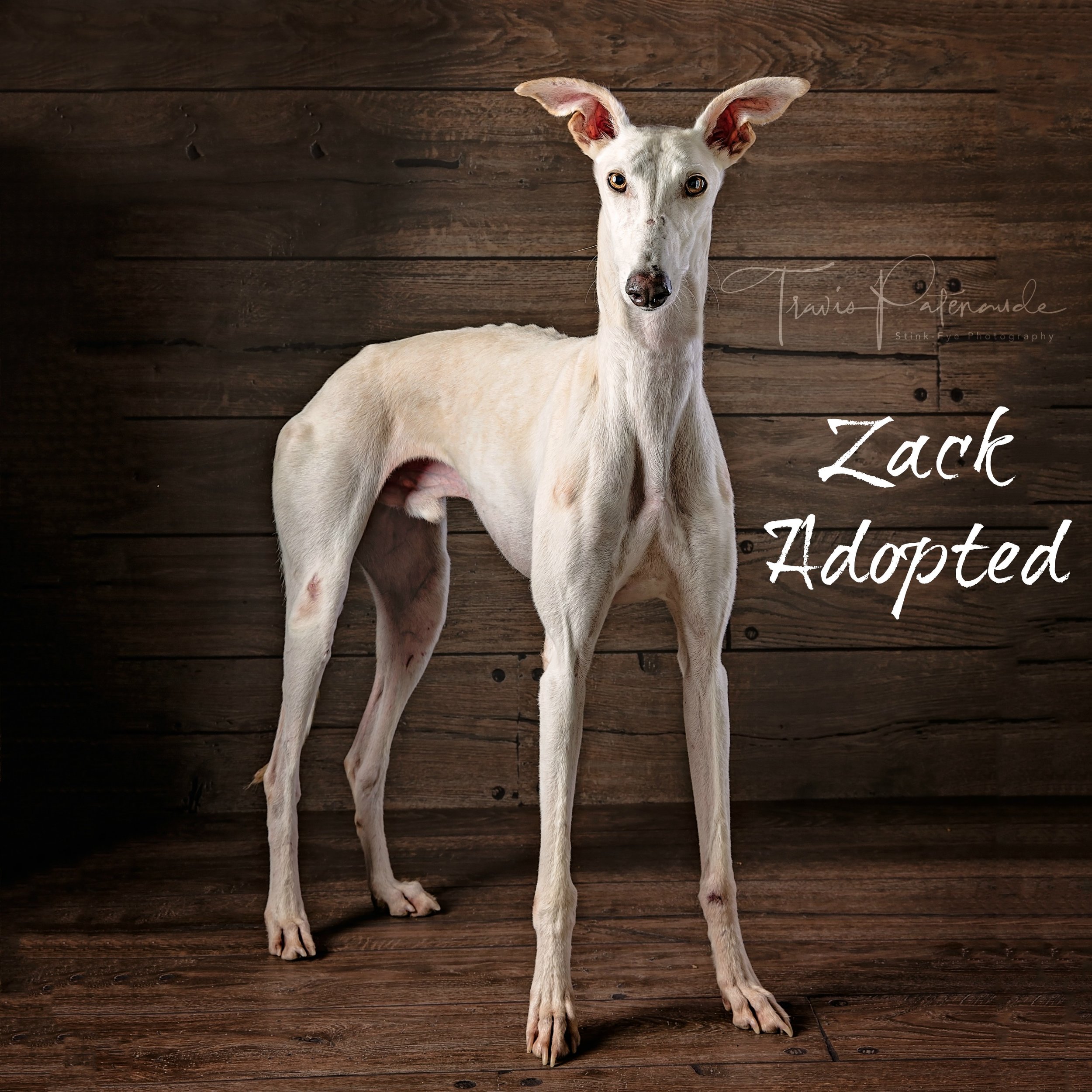 Zack-Adopted.jpg