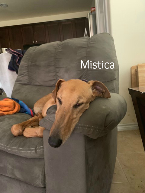 Mistica.Adopted.jpg