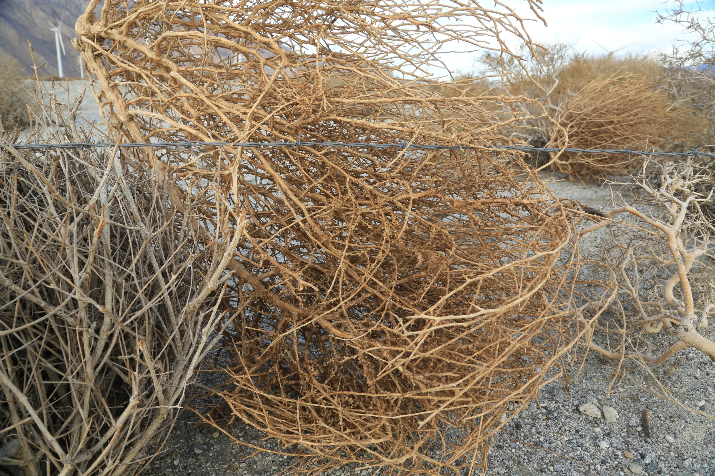 Tumbleweed Is.JPG