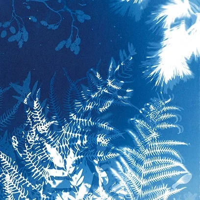 Cyanotypes.jpg