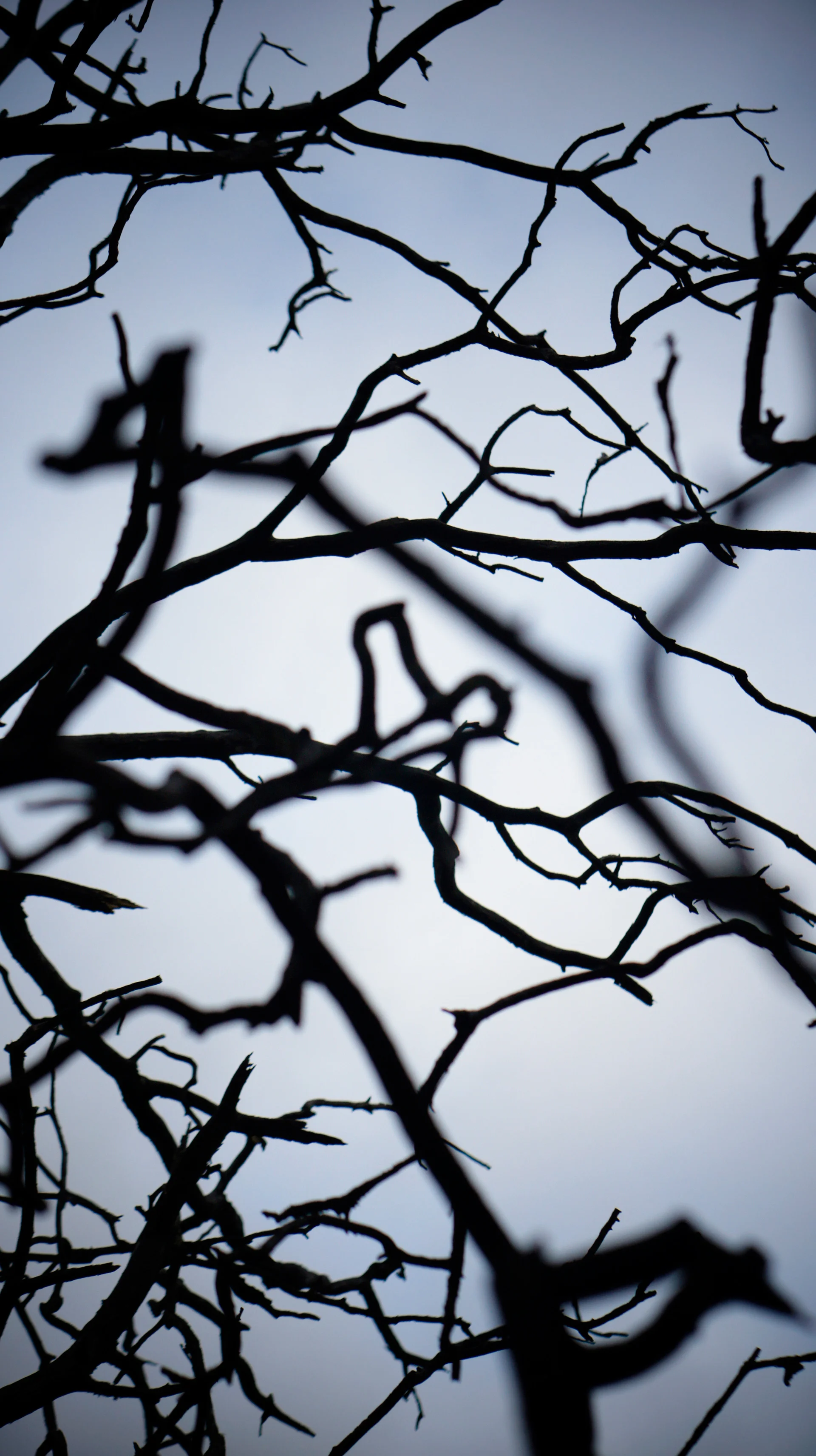 _DSC1652-(3).jpg
