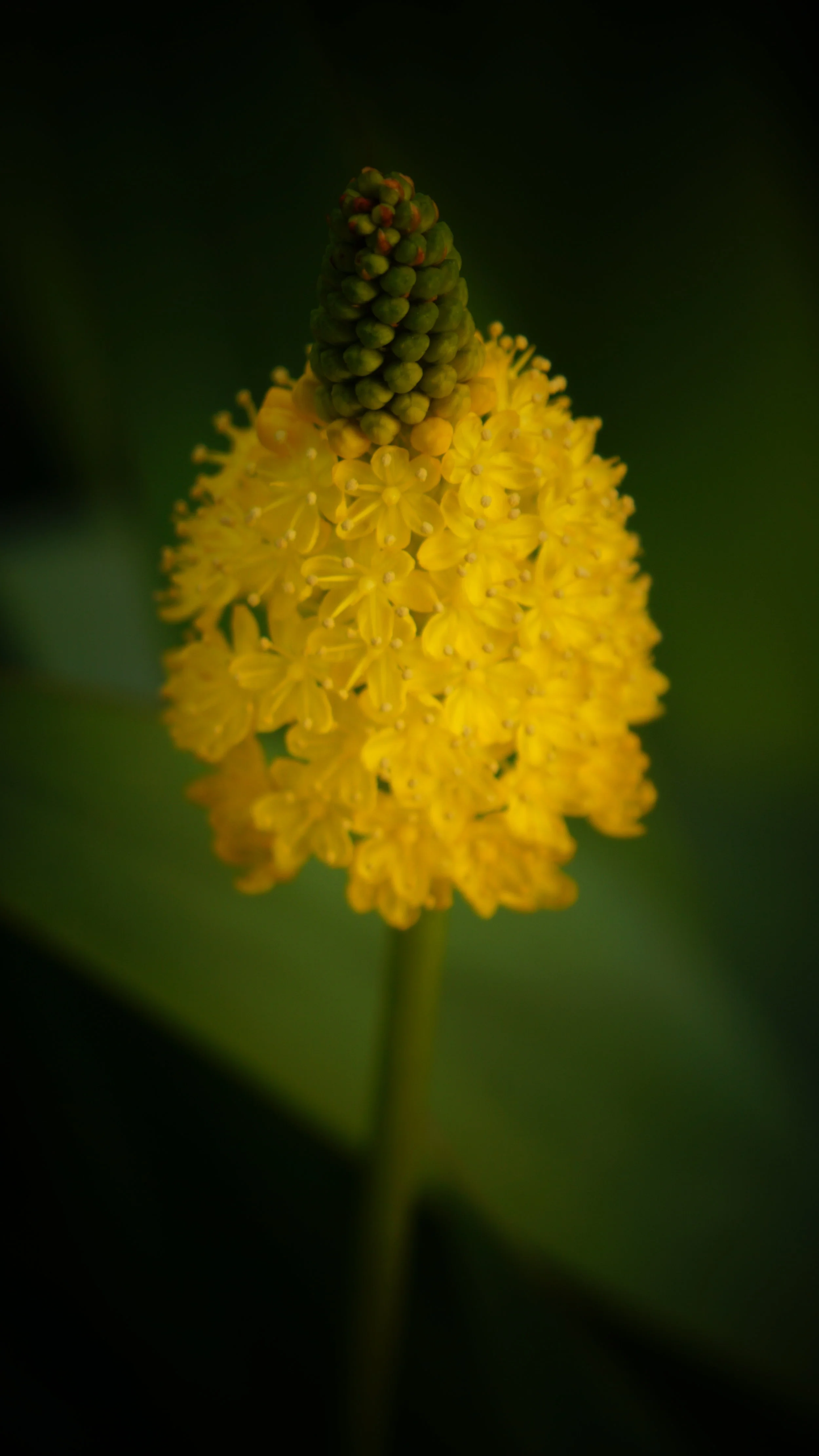 DSC02710.JPG