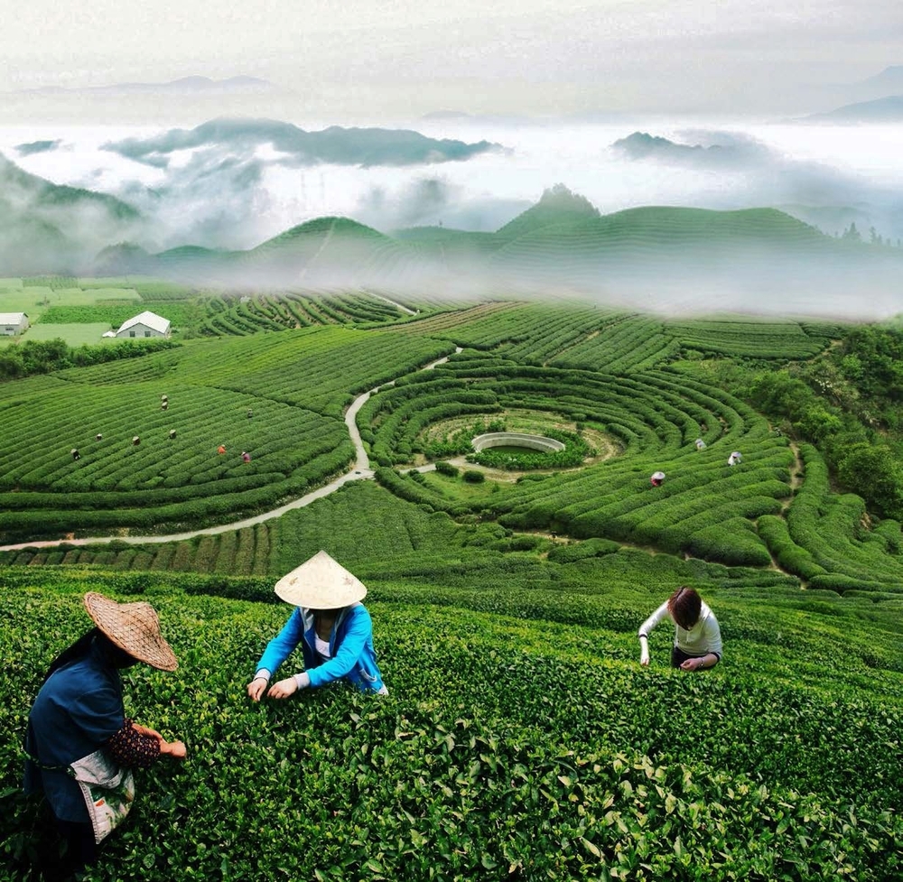 Hangzhou, China — Silver Needle Tea Co., Pure Tea, Single Estate Tea, White Tea, Green Tea, Oolong Tea, Black Tea.