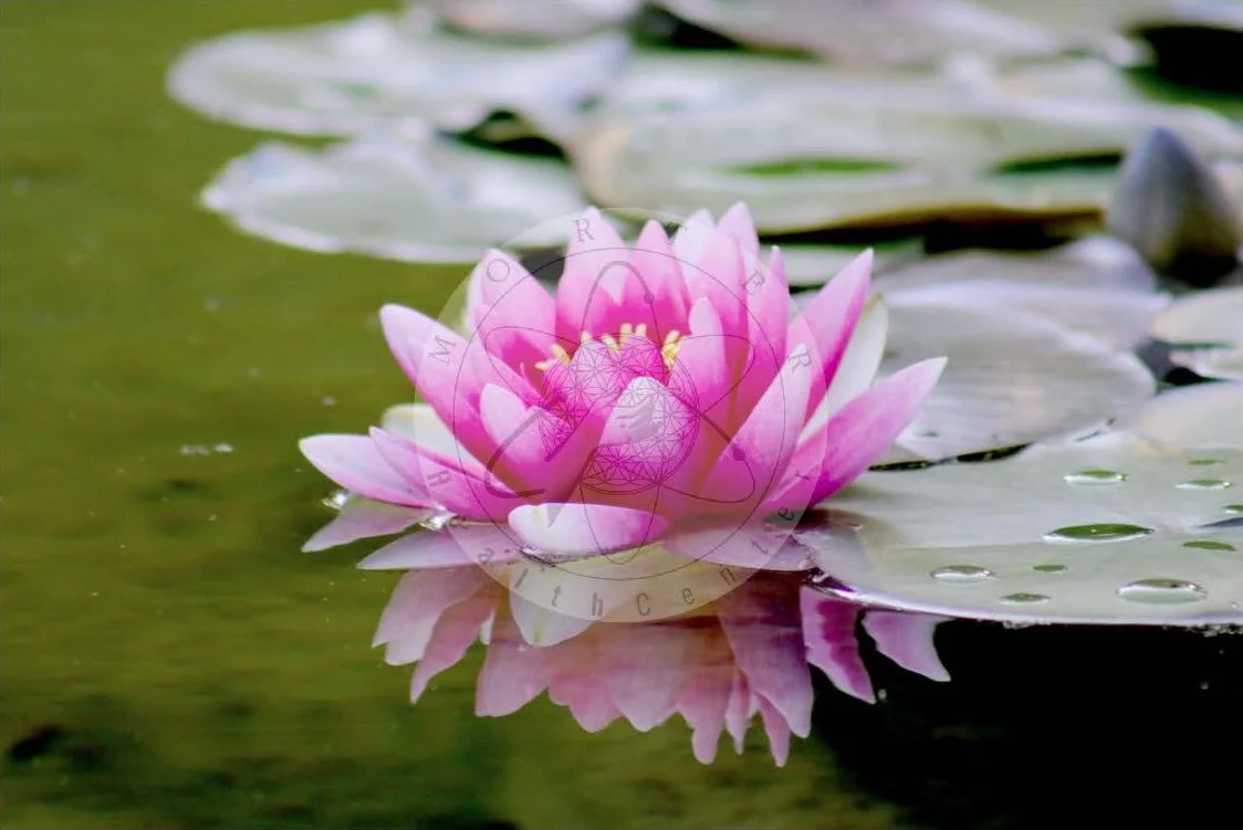 lotus1.jpg