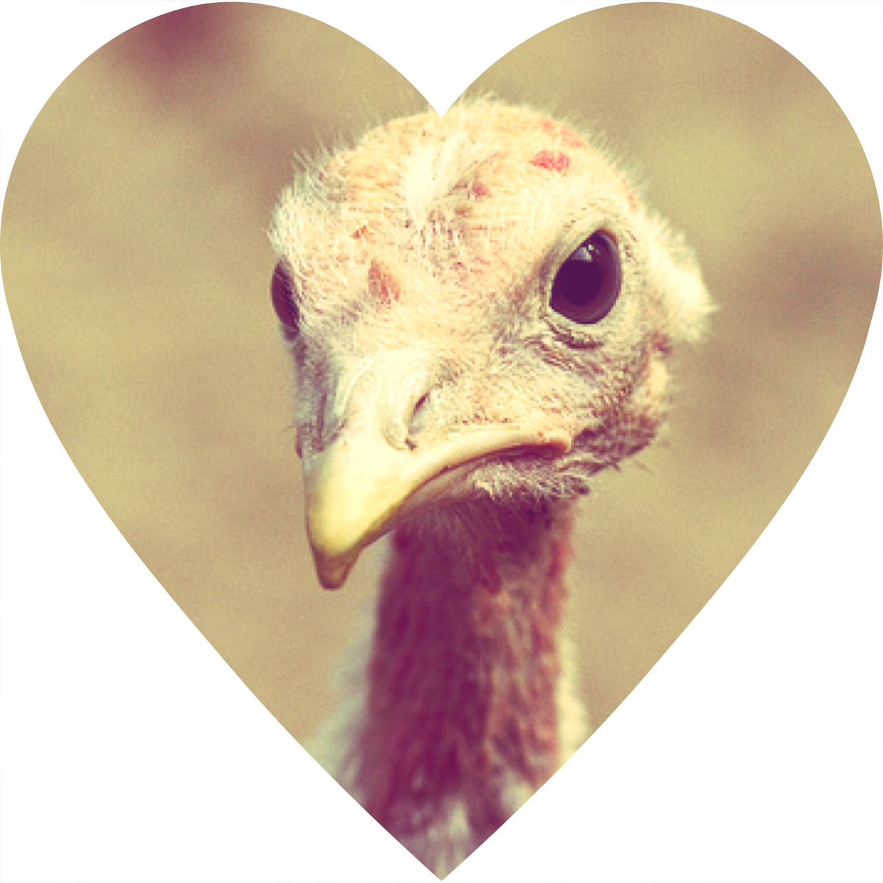 turkey heart.png