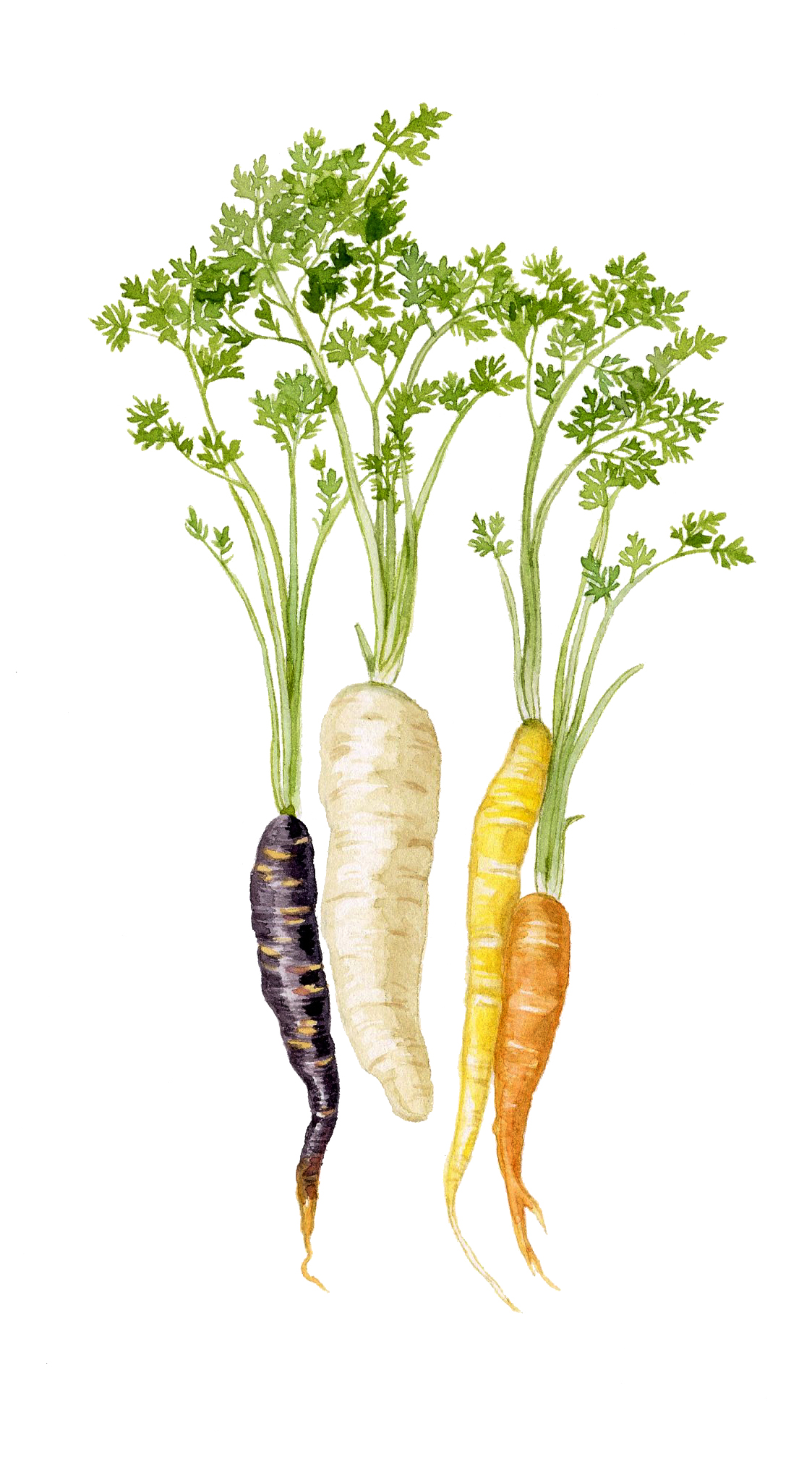 2-carrots.jpg