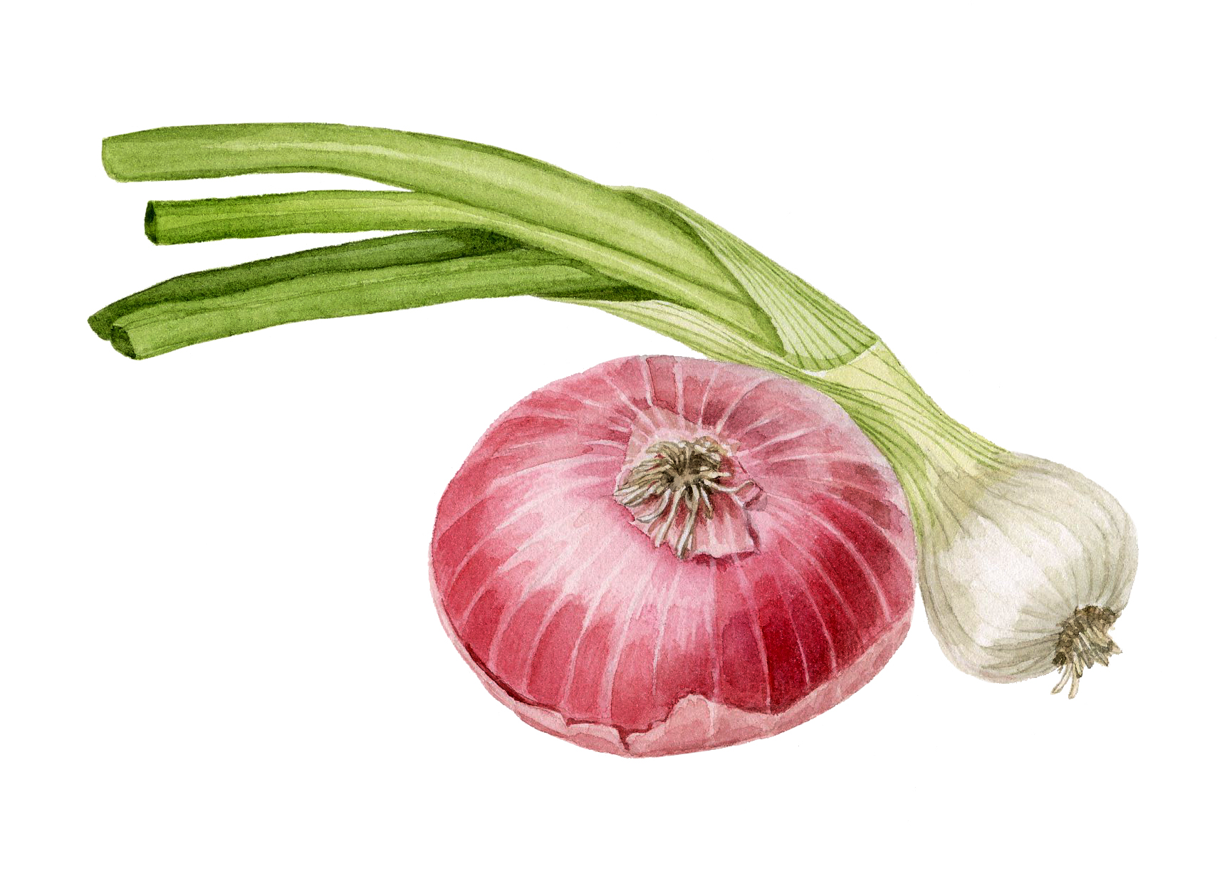 9-onions.jpg