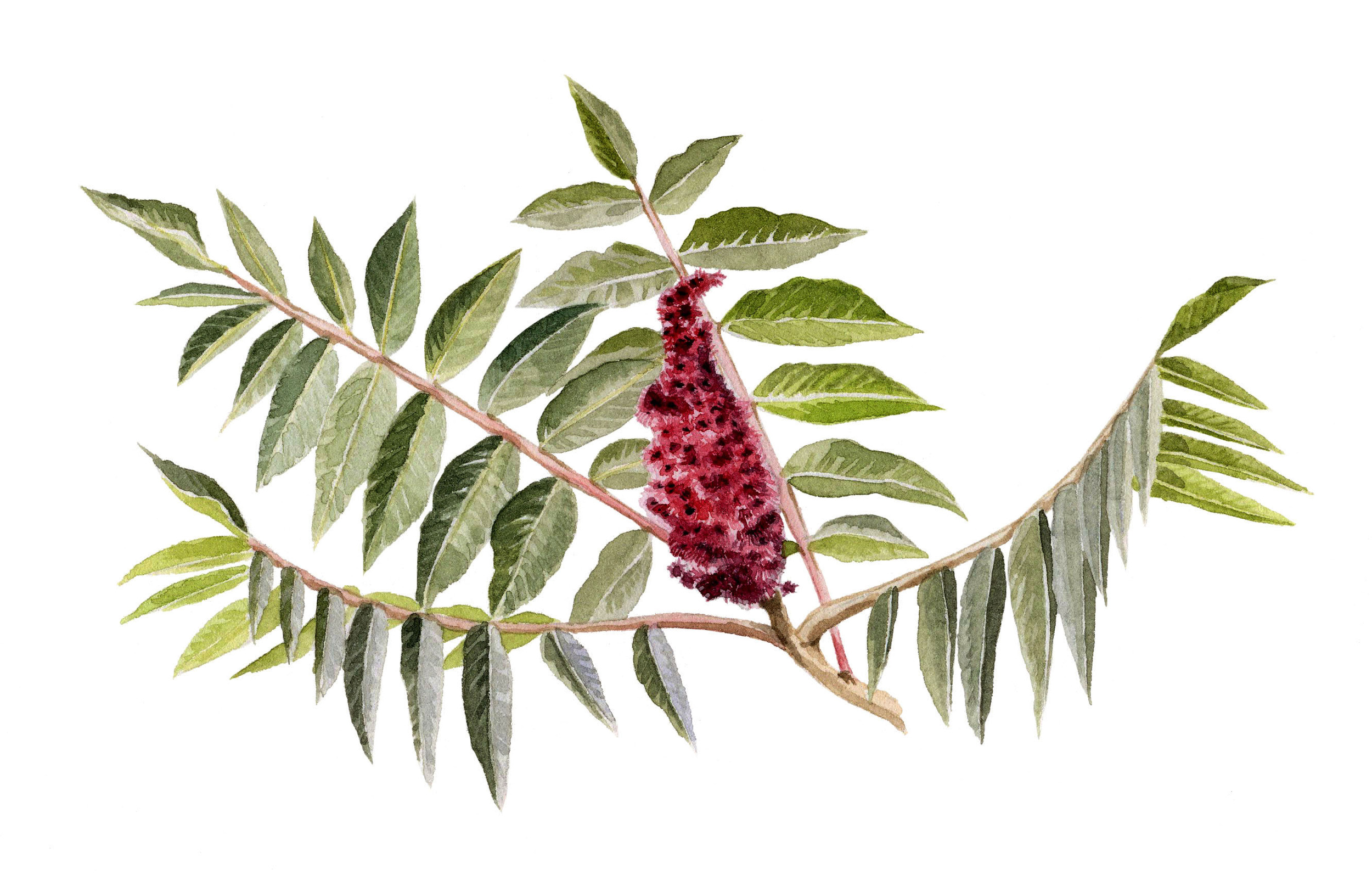 14-staghornsumac.jpg