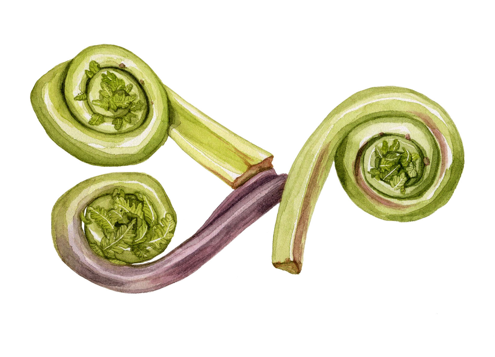 19-fiddleheads.jpg