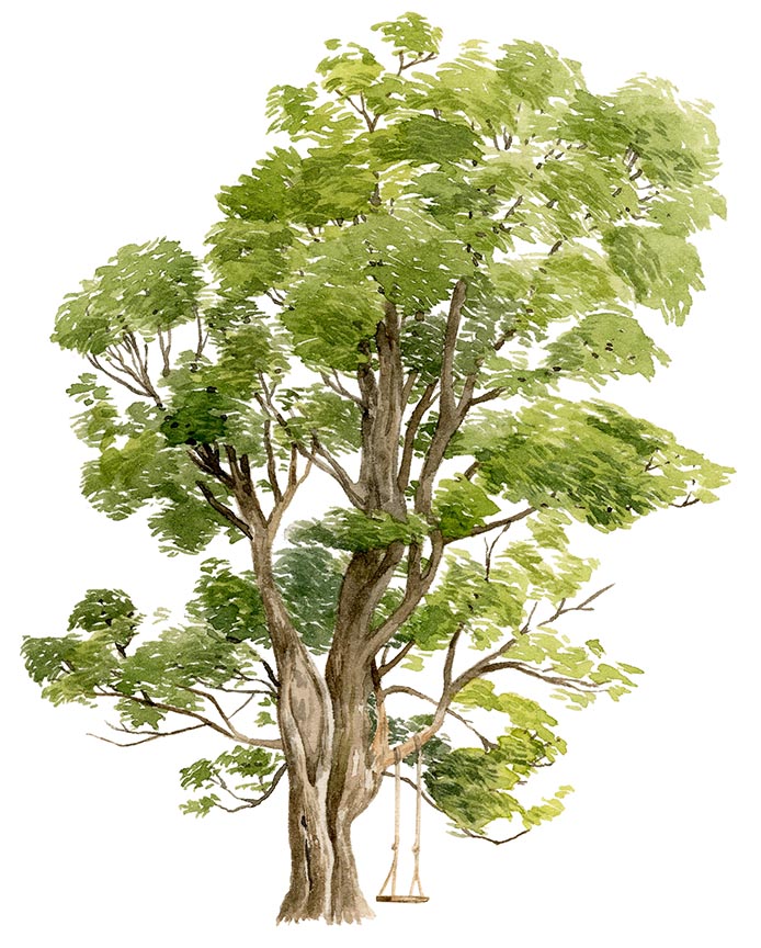 maple-tree-sm.jpg