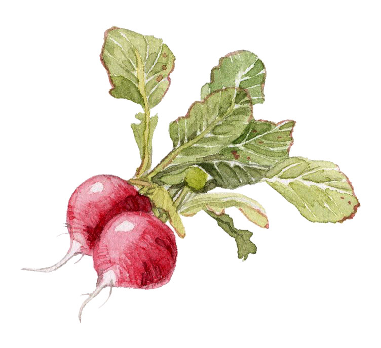 beets-sm.jpg