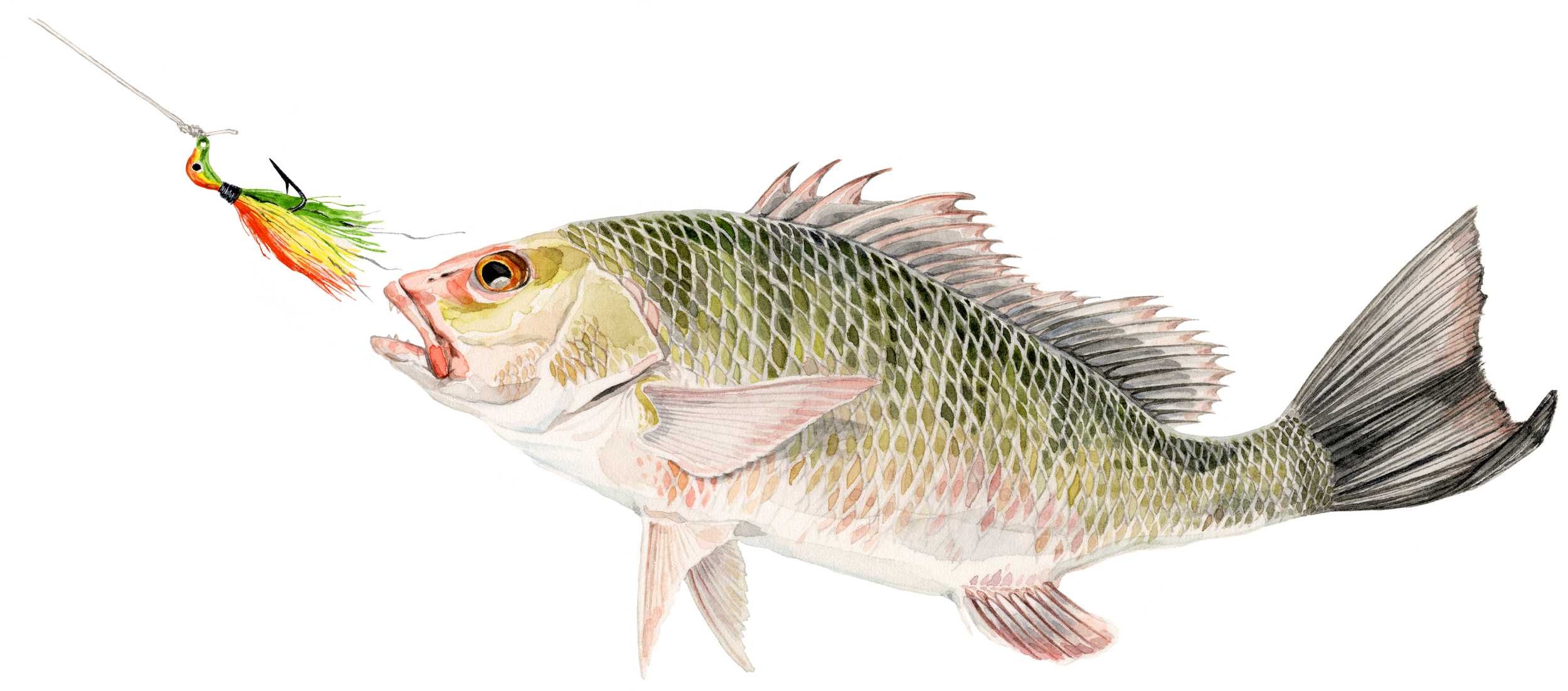 mangrove-snapper-lrg.jpg