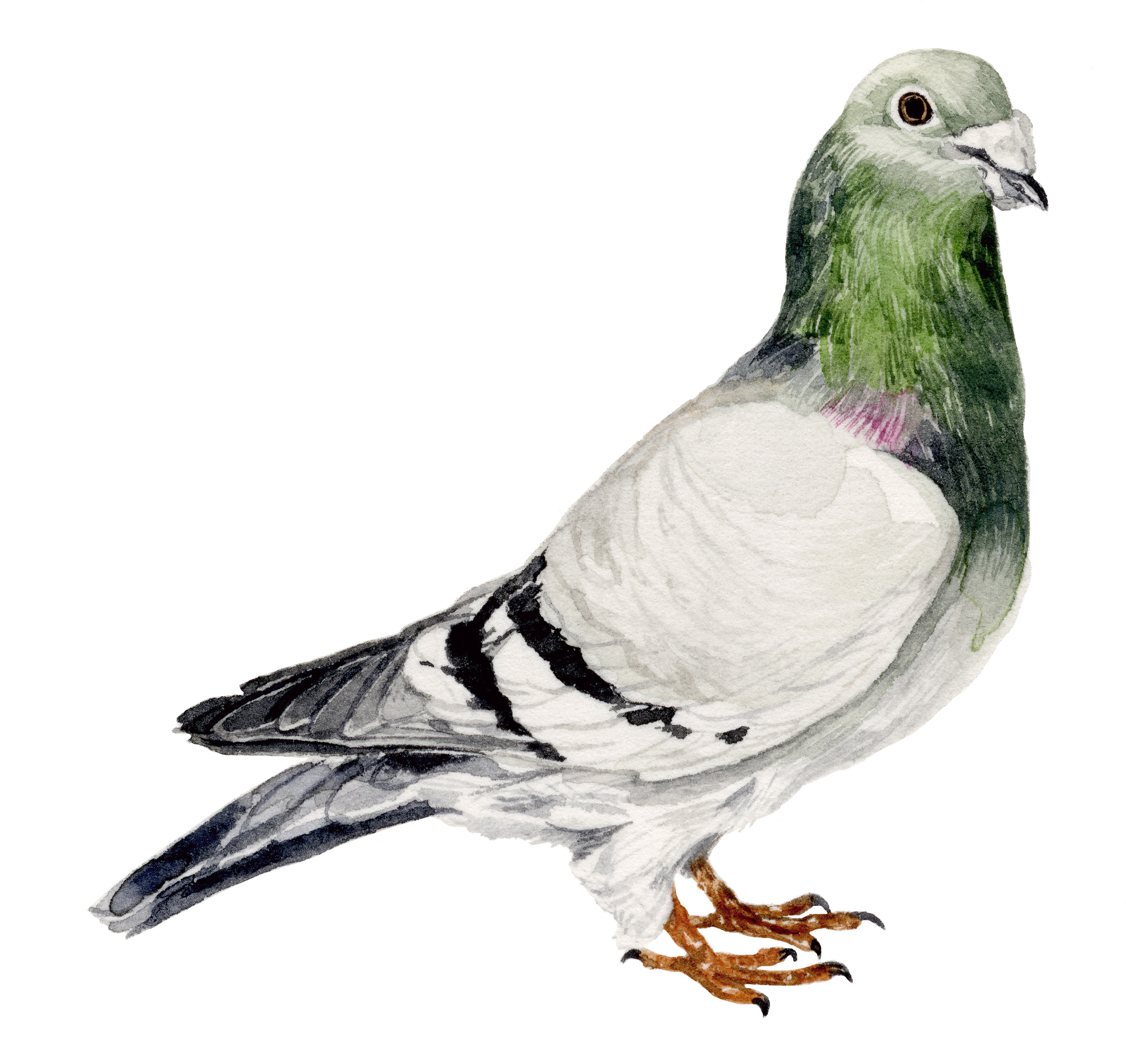 pigeon-web.jpg